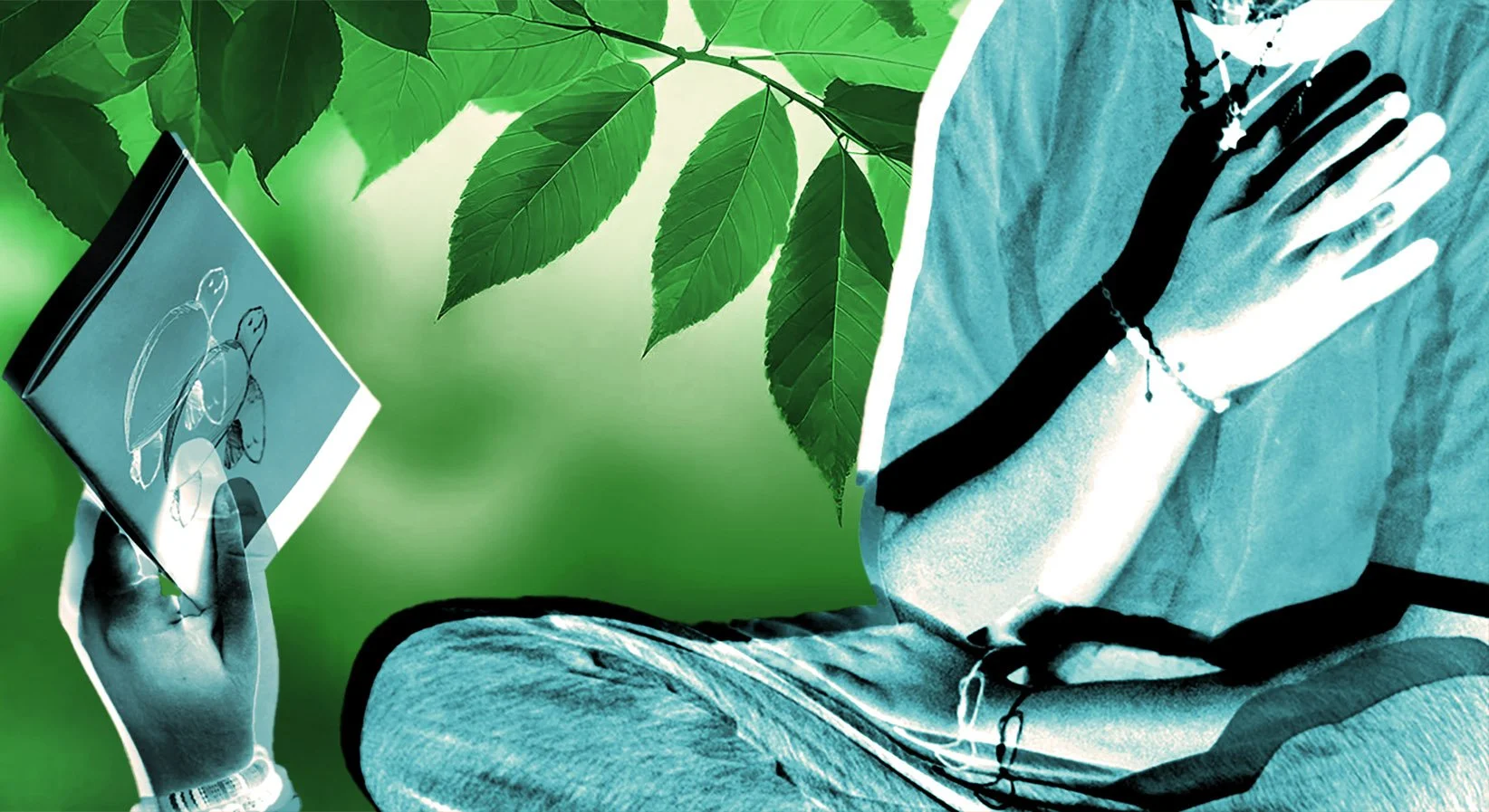 The Tortoise Classroom