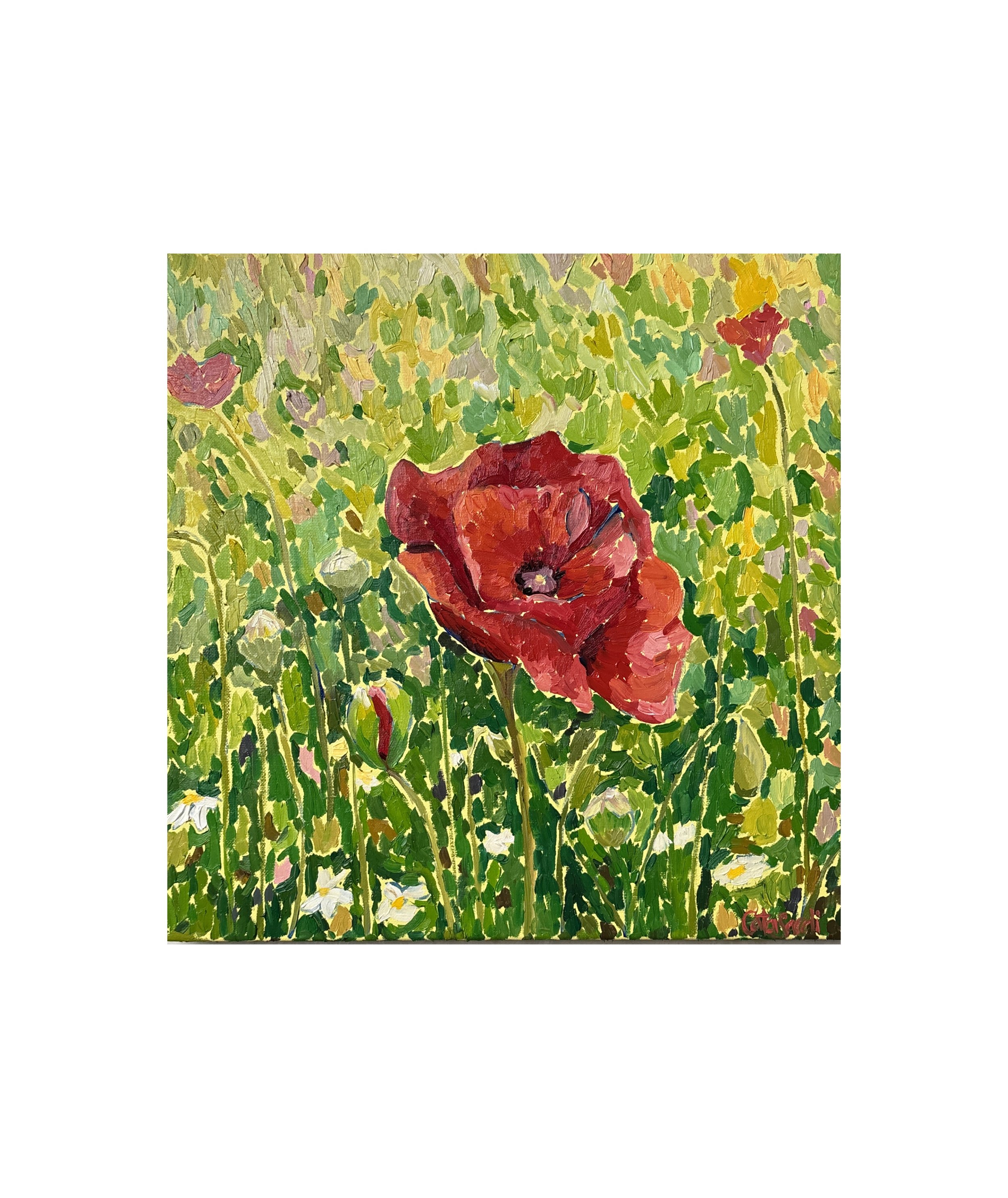 Steadfast VI - Poppy Flower