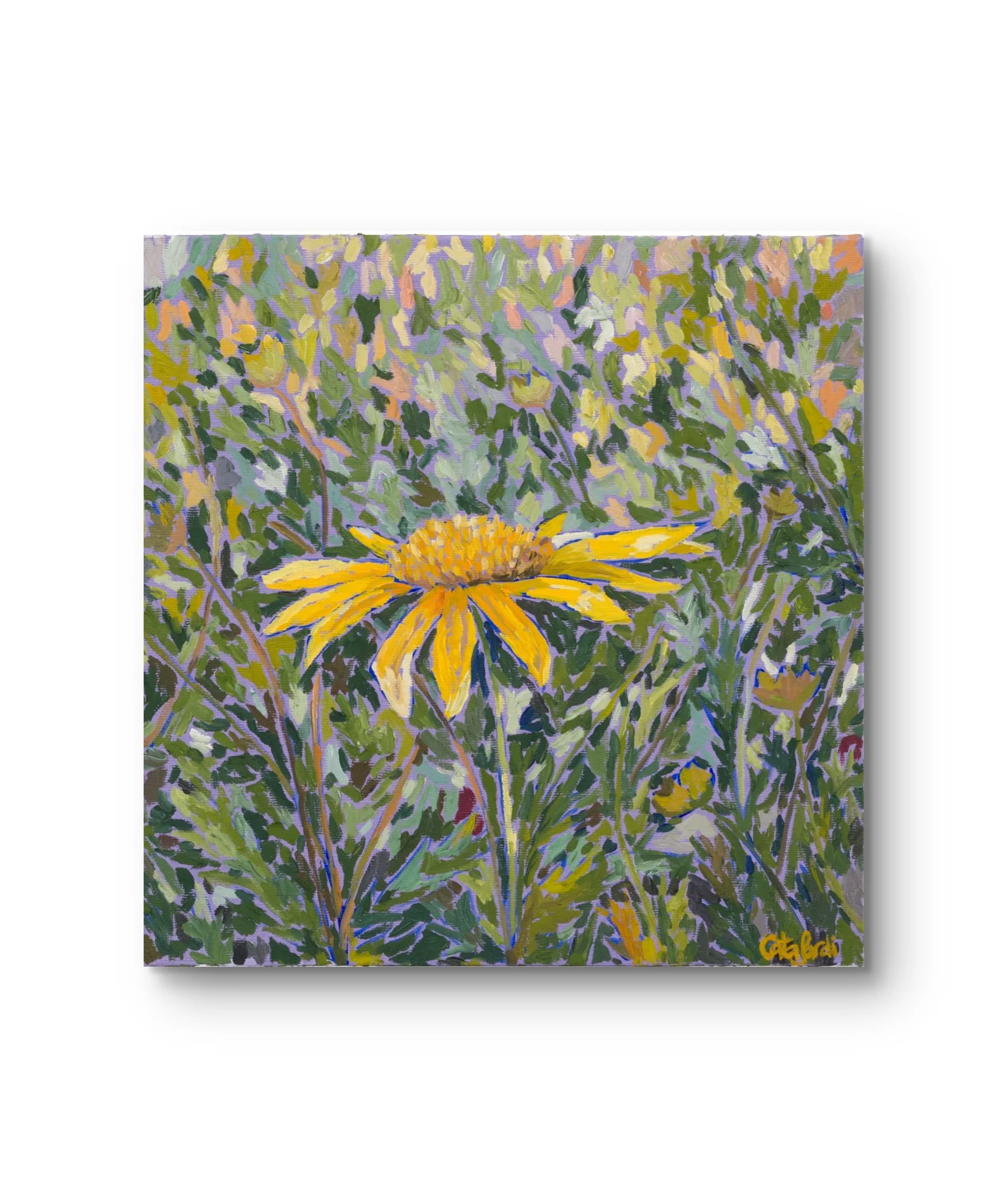 Steadfast II - Daisy