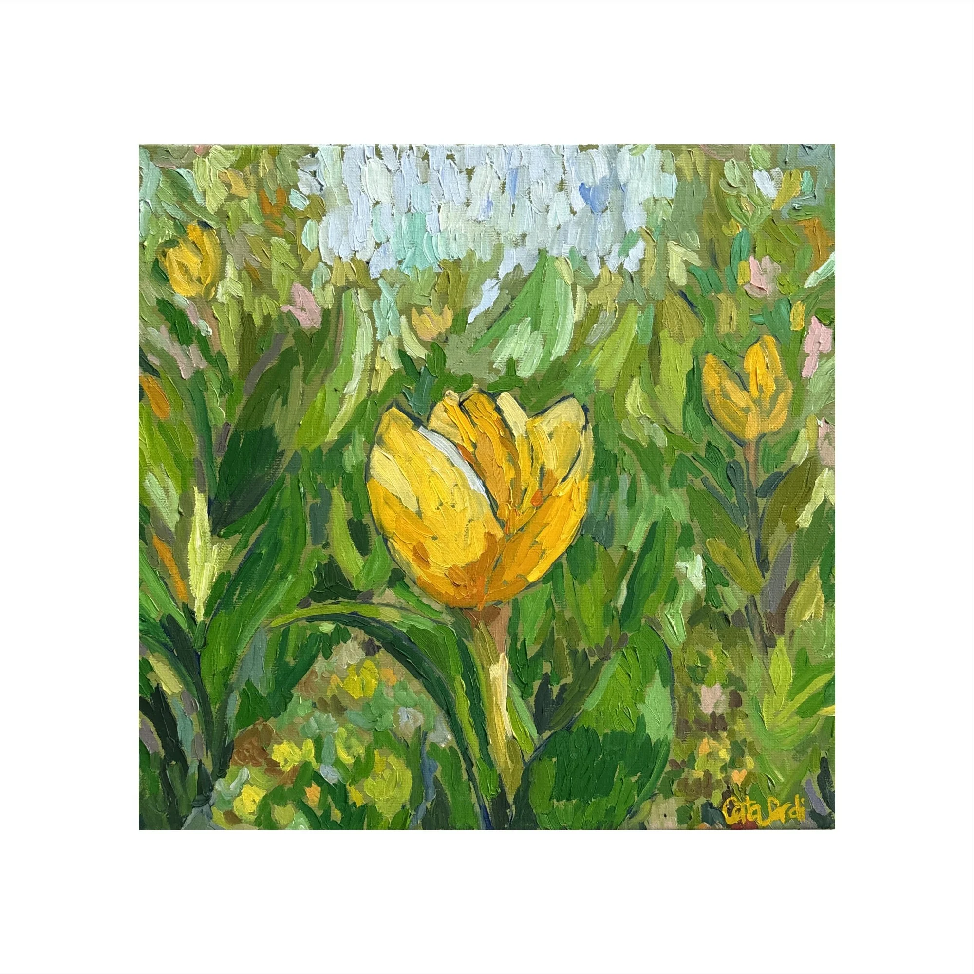 Steadfast V - Tulipan