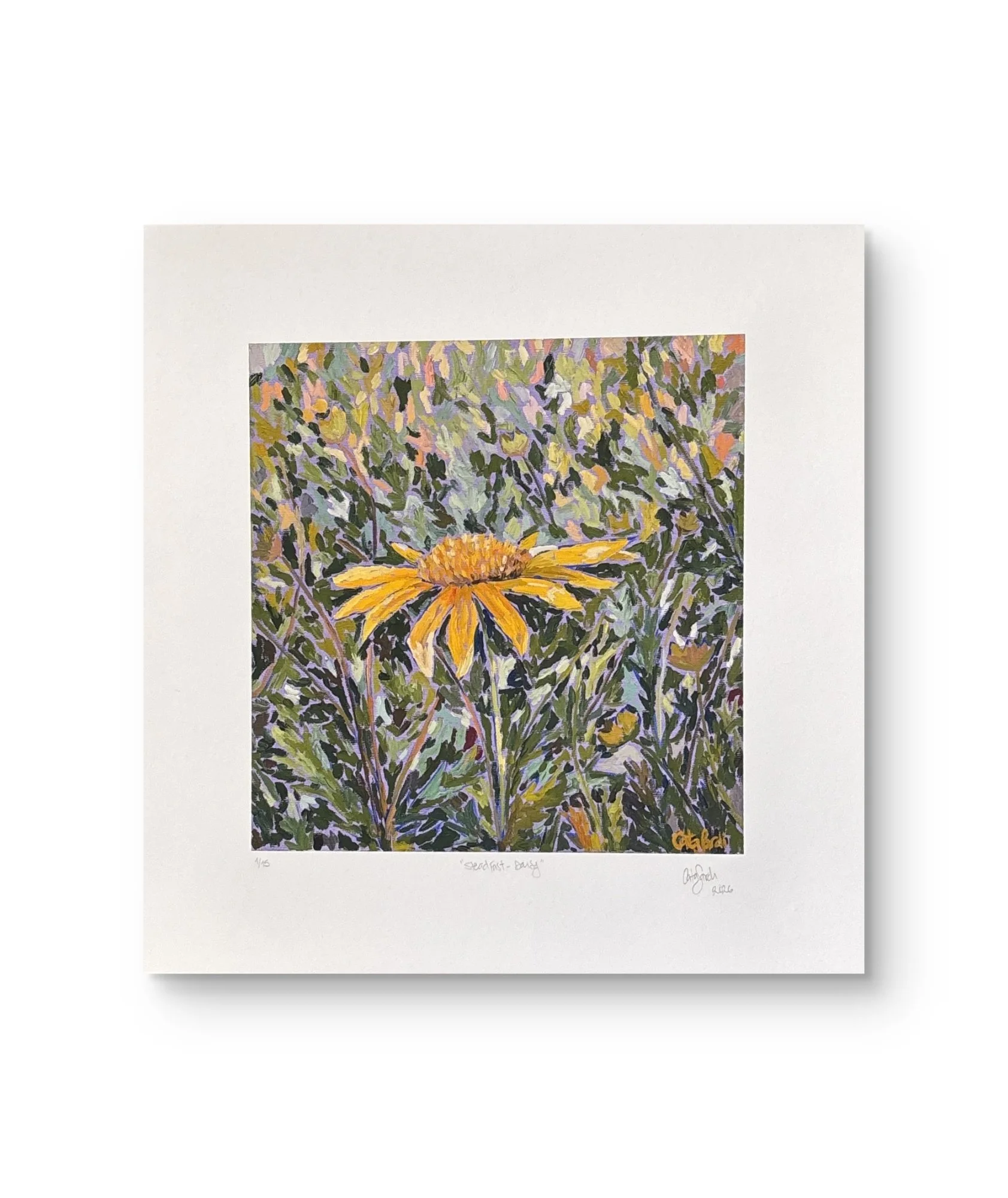 Steadfast II - Daisy