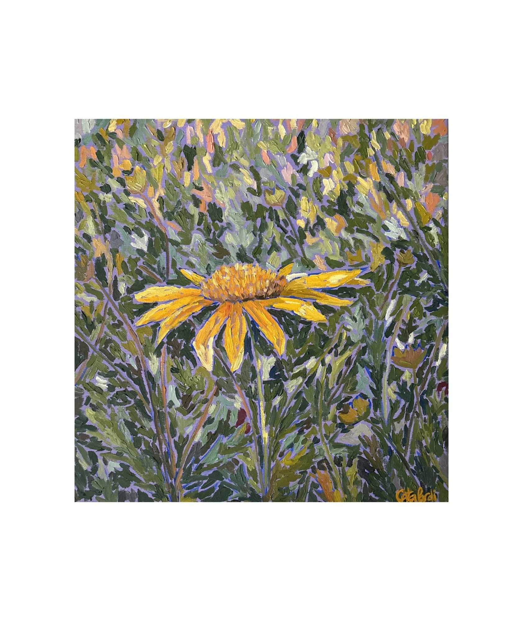 Steadfast III — African Bush Daisy