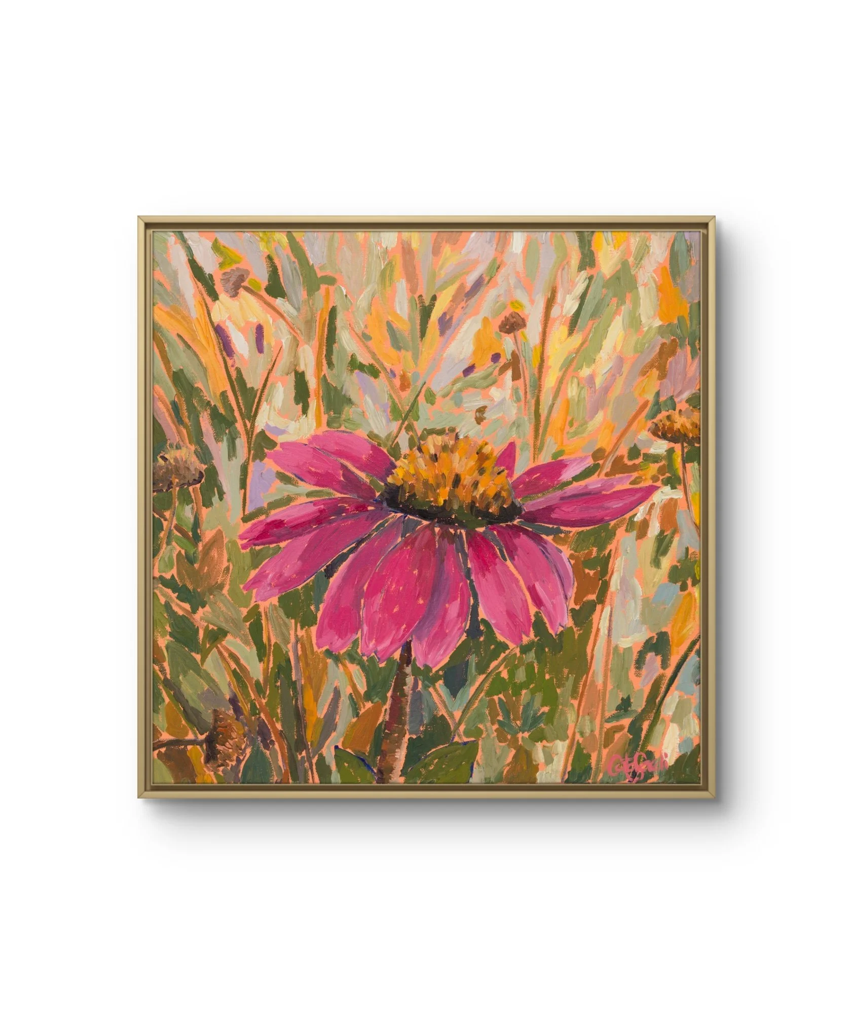 Steadfast  - Echinacea