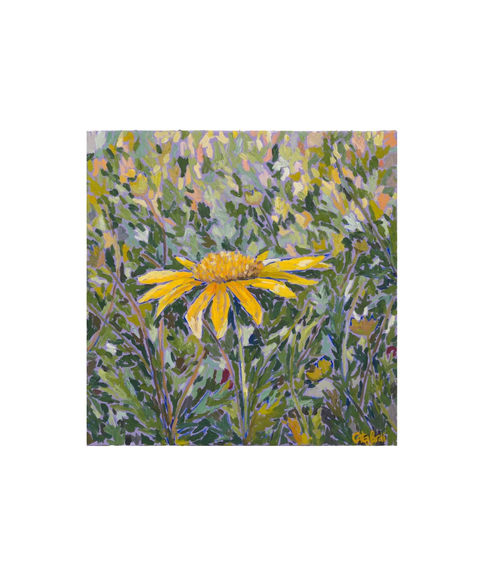 Catalina_Sardi_Art_Steadfast_Daisy_Fl.JPG