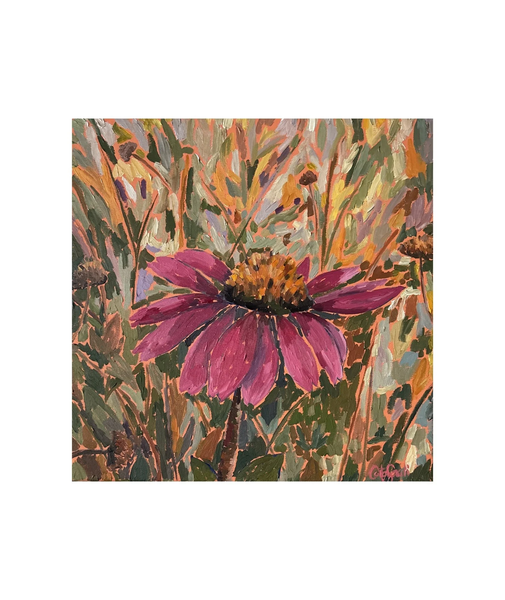Steadfast I — Echinacea