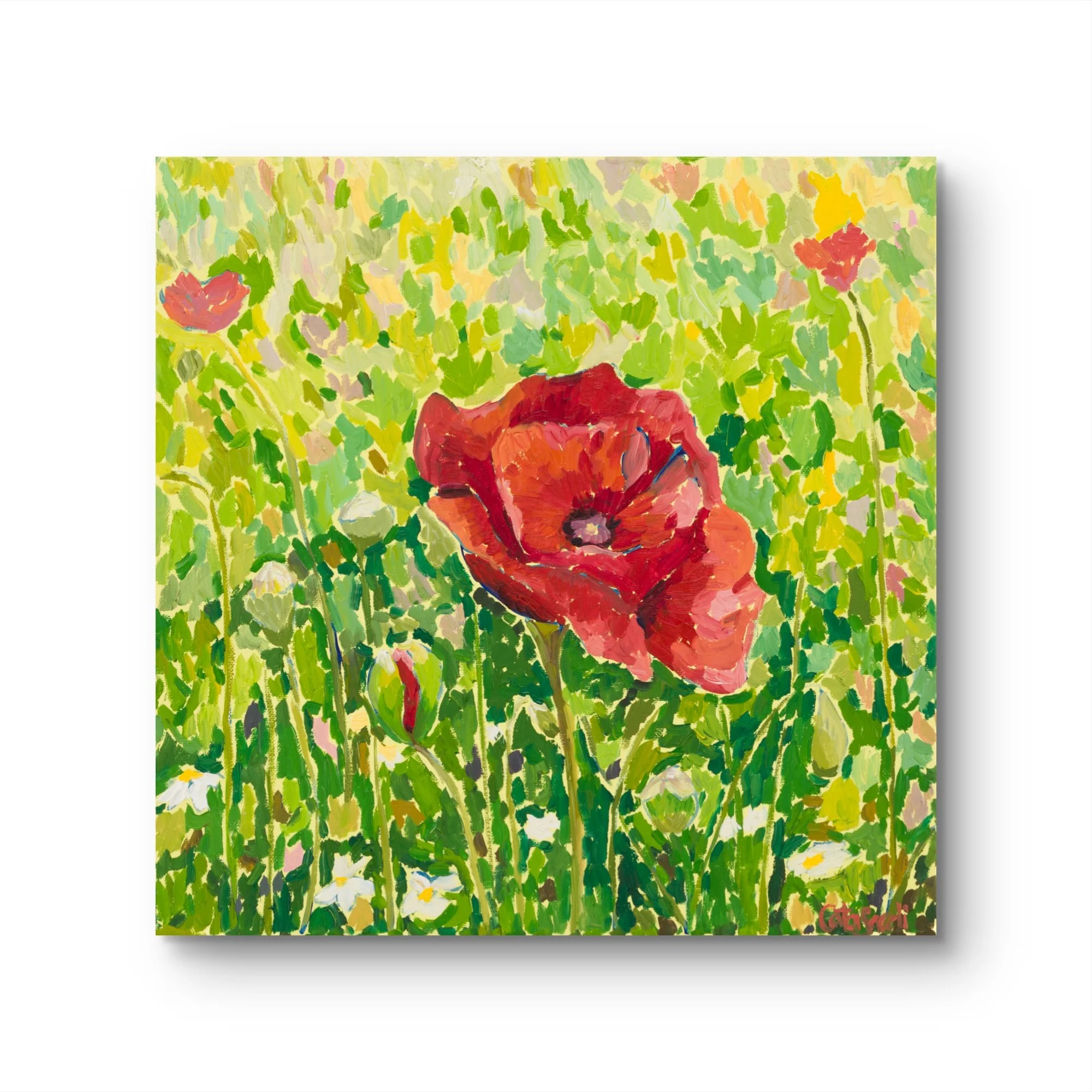 Steadfast V - Poppy Flower