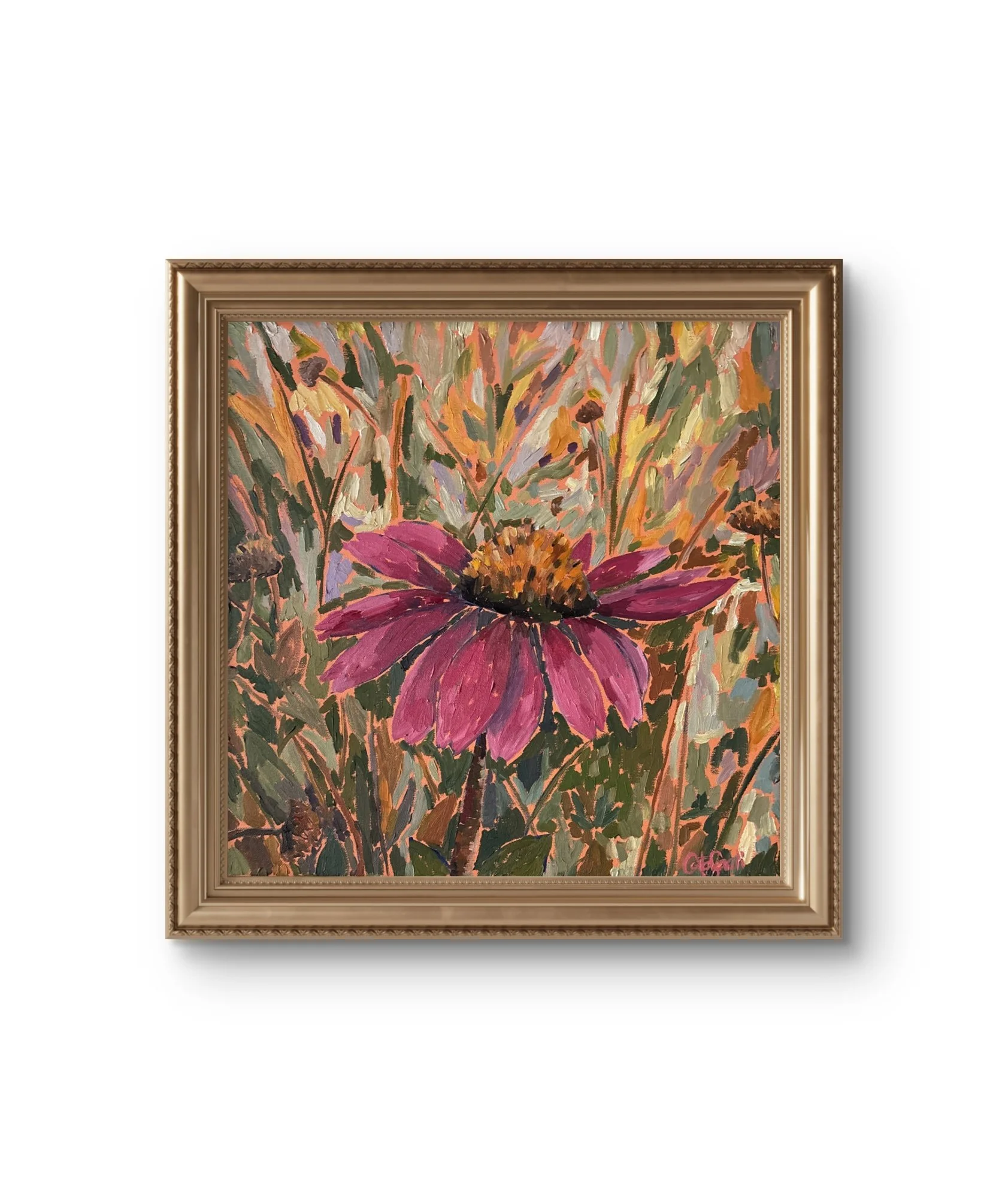 Catalina_Sardi_Steadfast_Echinacea_FGold.JPG