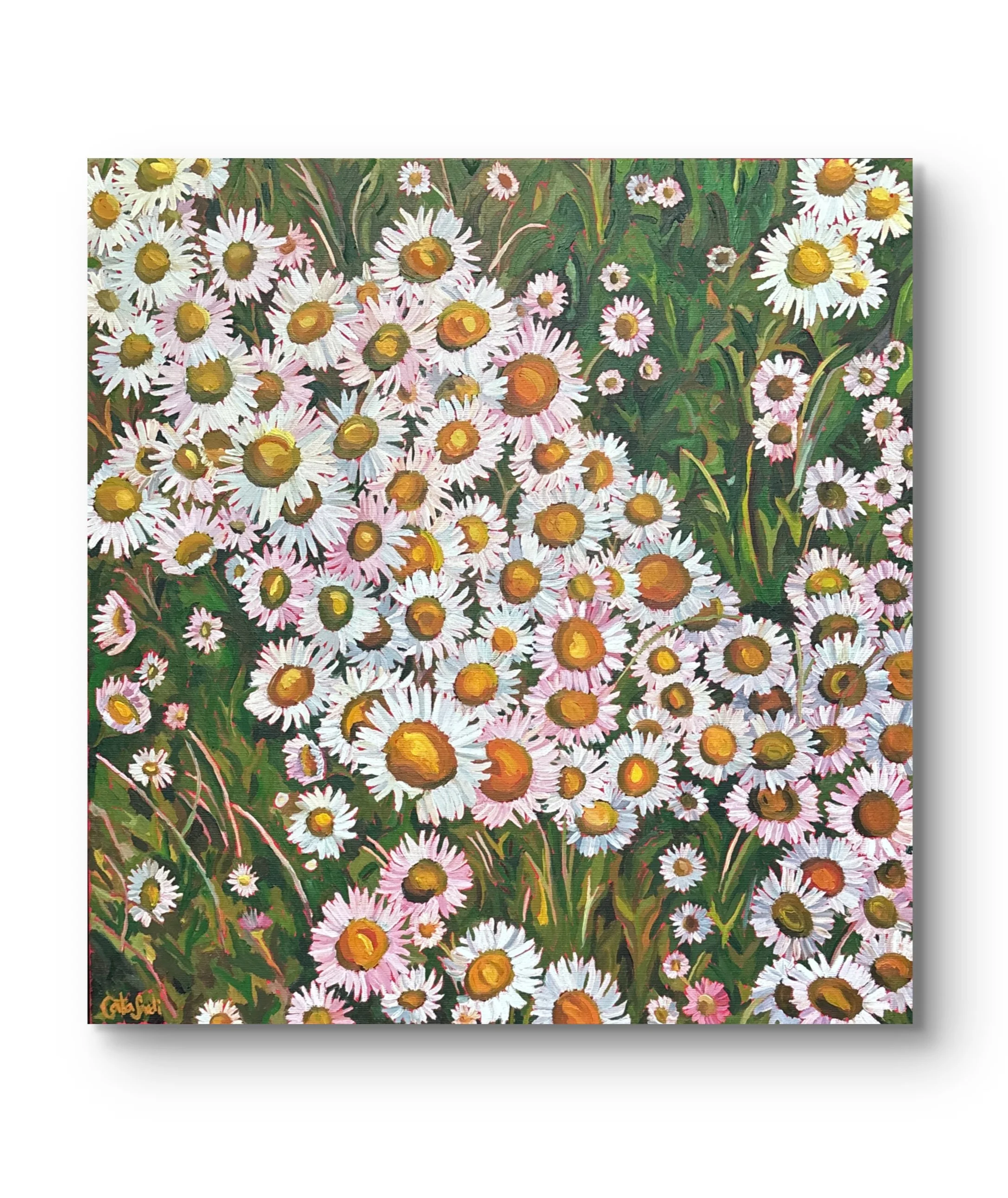 In the Flow, a 50 × 50 cm original oil painting by Catalina Sardi capturing daisies in motion. This contemporary floral artwork with a red background reflects presence, rhythm, and grounded strength