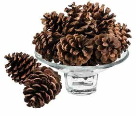SMELL OF CHRISTMAS PINE CONES.jpeg