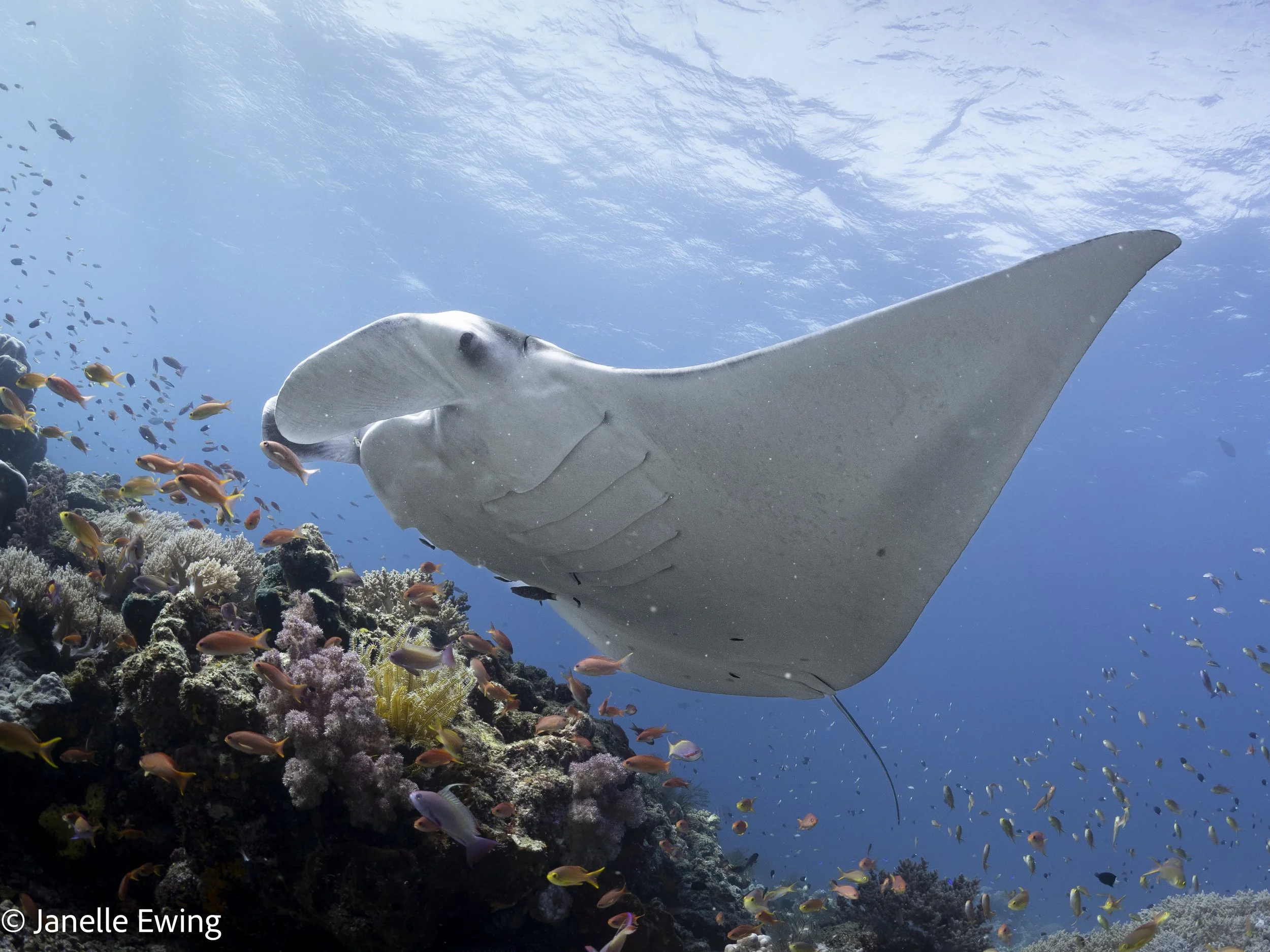 20240215-RajaAmpat-P2151513.jpg