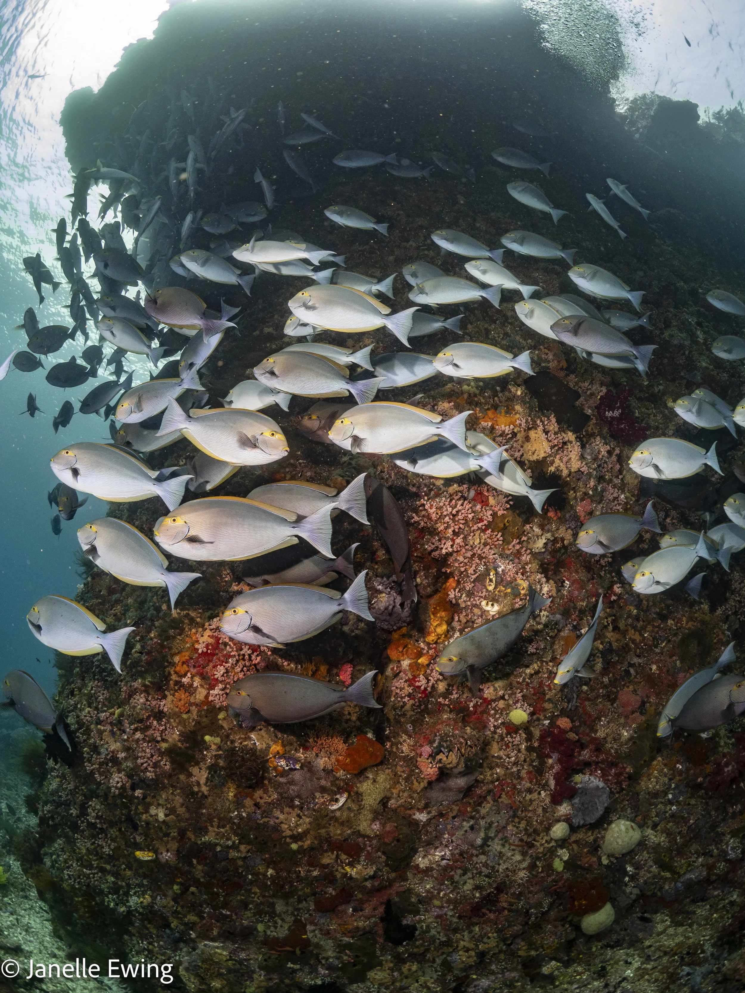 20240218-RajaAmpat-P2182172.jpg