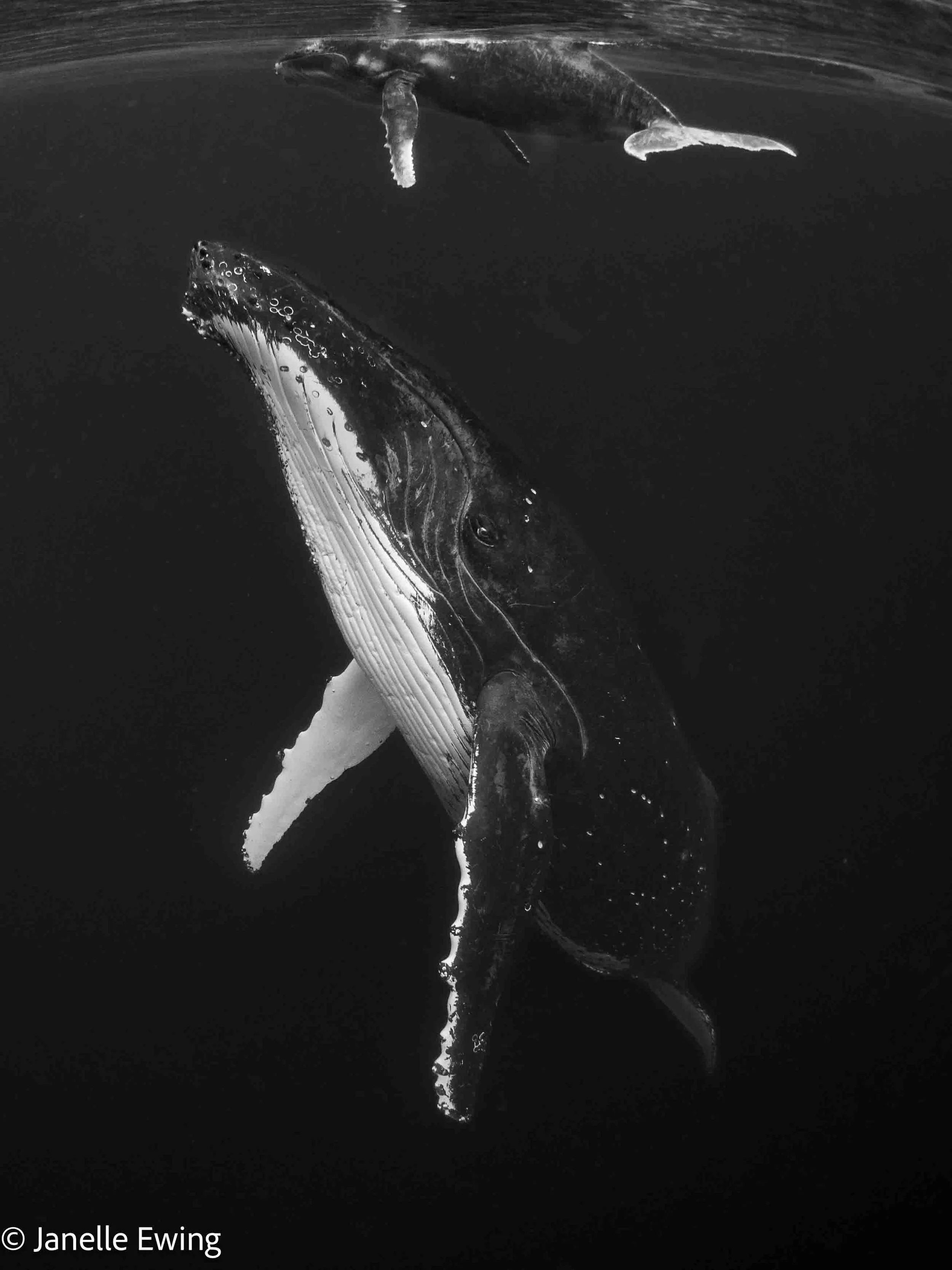 20190717_Tonga_0872.jpg