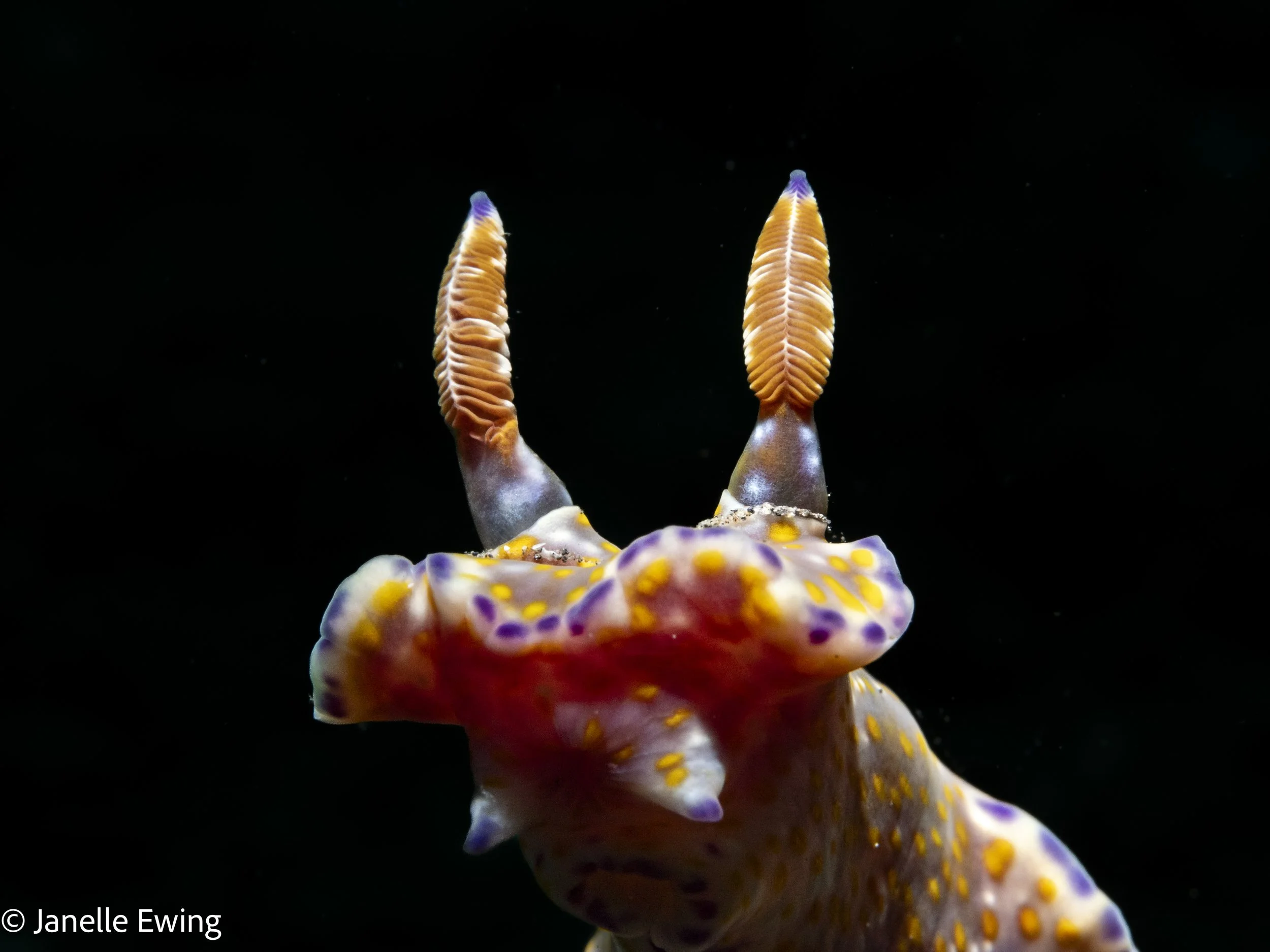 20240309-Lembeh-P3090936.jpg