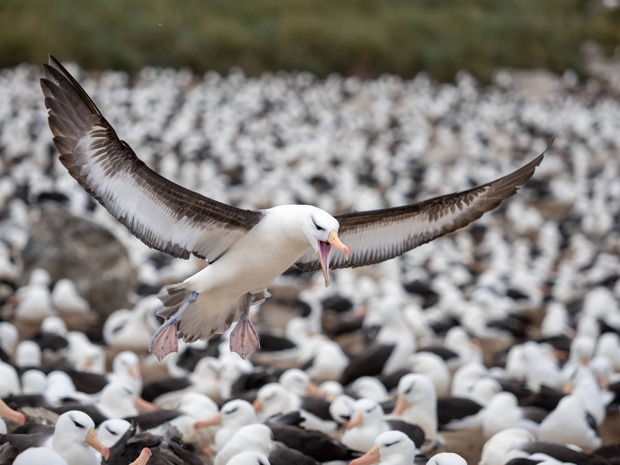Motion-Albatross.jpg