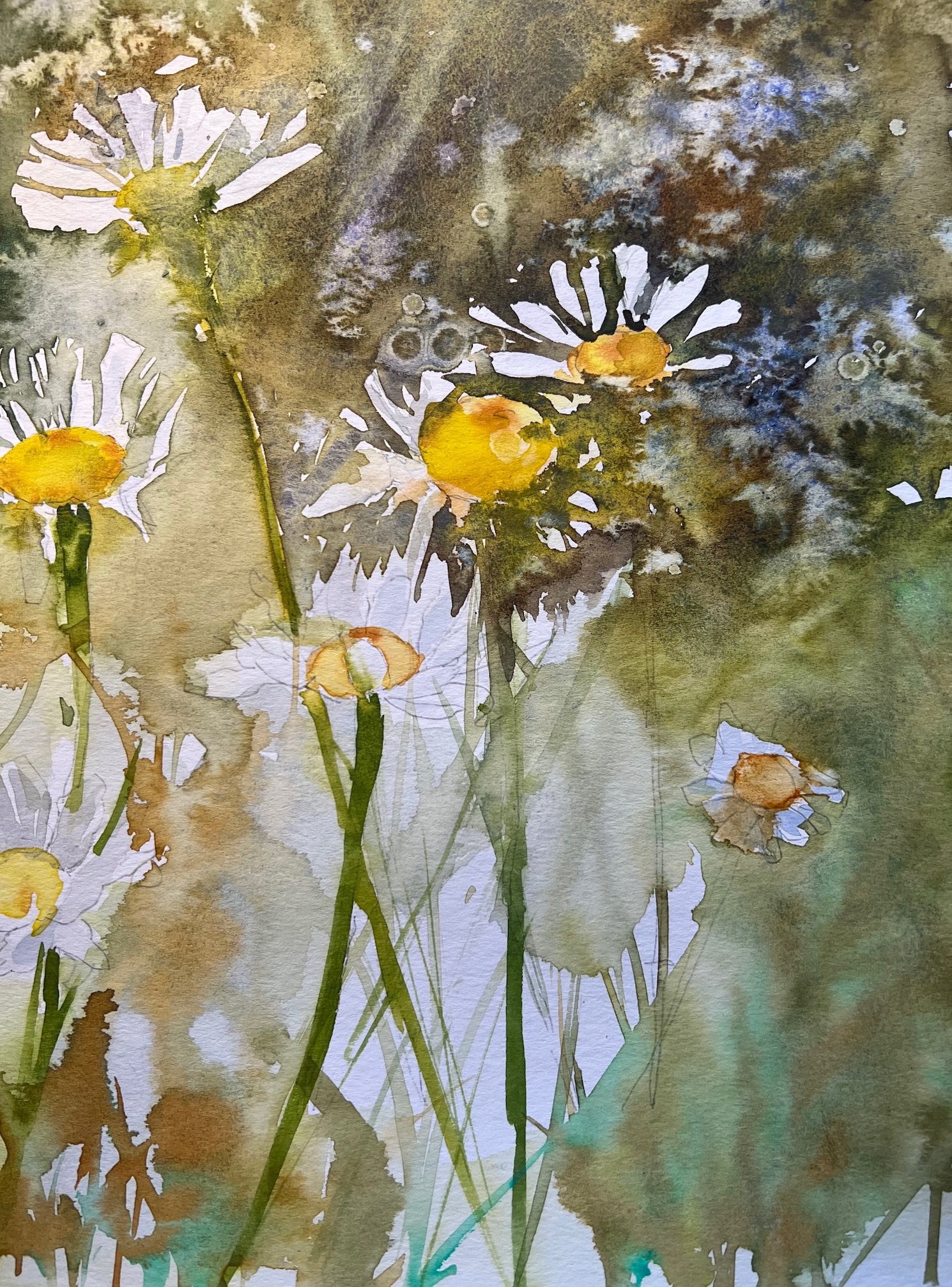 Daisies, Gualala
2025
Watercolor on paper
9 inches x 11 inches