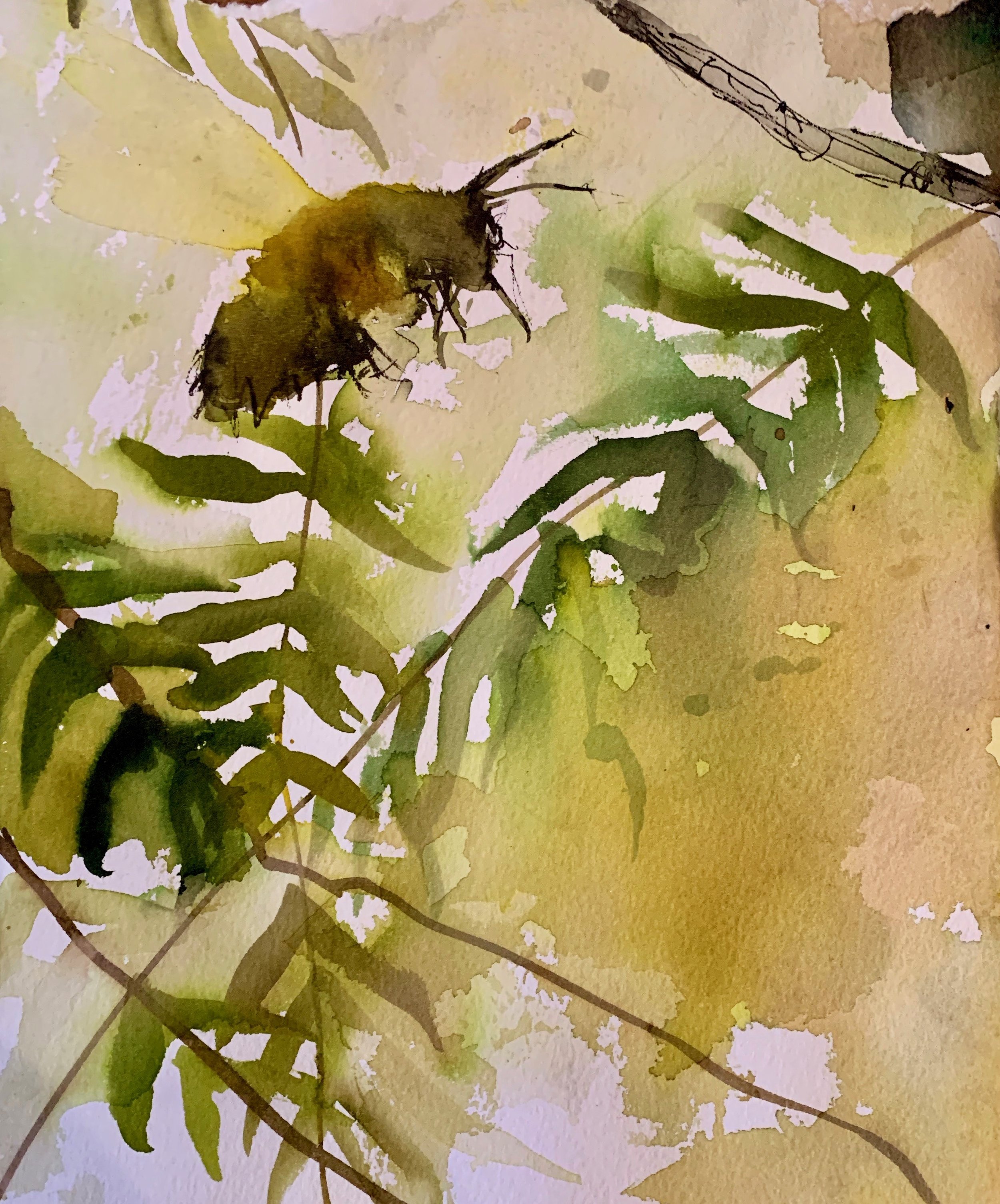 Bumblebee, Golden Gate Park
2019
Watercolor on Arche paper
11 inches x 14 inches