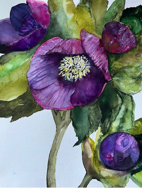 Hellebores, Marin County
2023
Watercolor on paper
11 inches x 14 inches