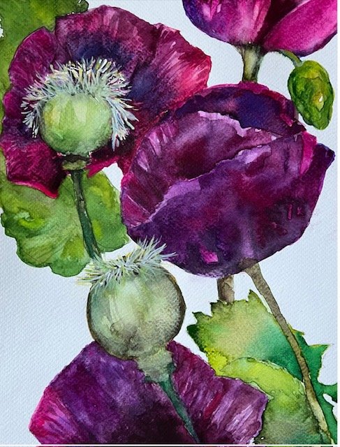 Poppies, Mendocino Coast
2023
Watercolor on paper
11 inches x 14 inches