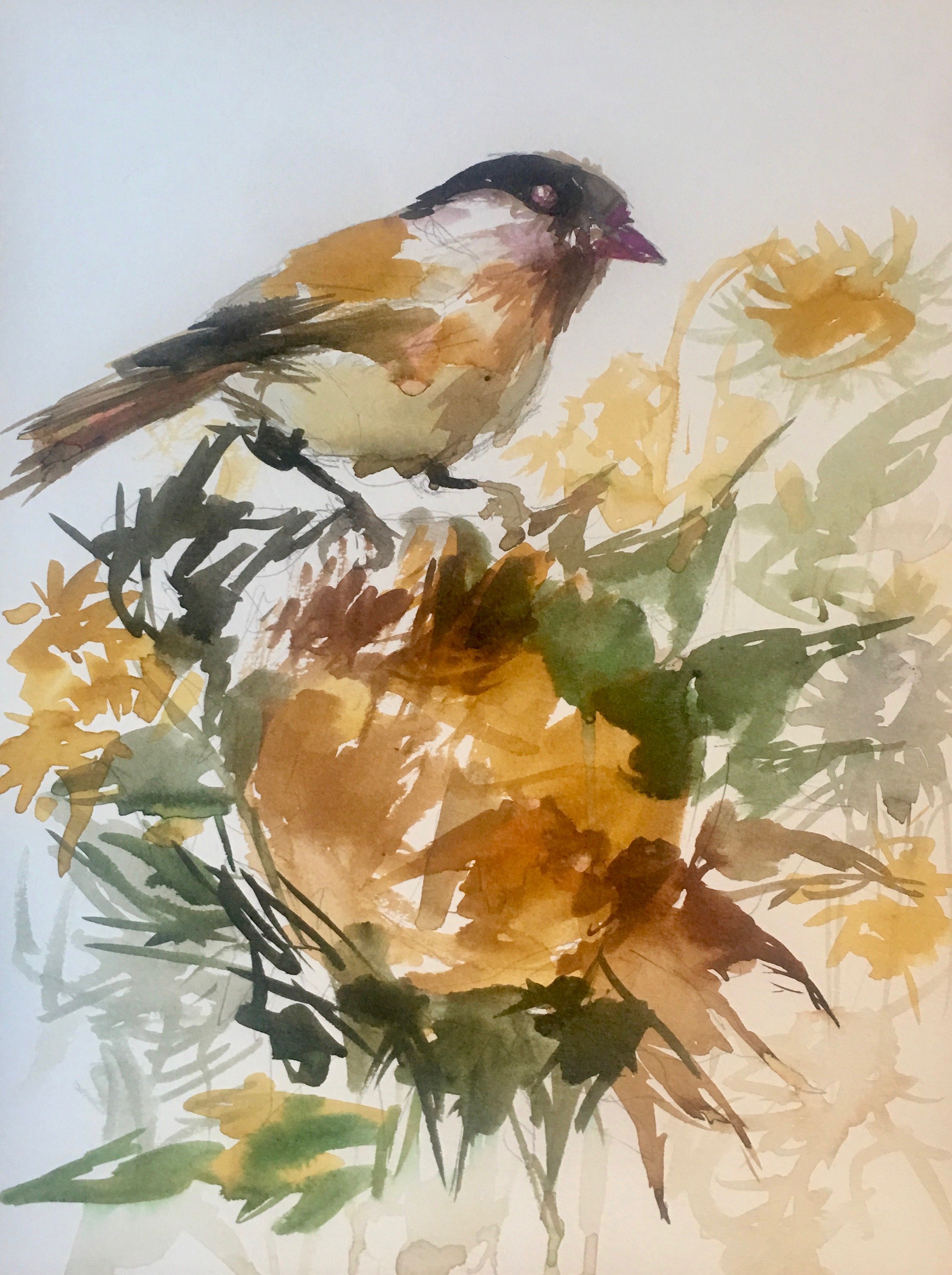 Chickadee on Sunflower, The Presidio, San Francisco - SOLD
2019
India ink on Canson watercolor paper
11 inches x 14 inches