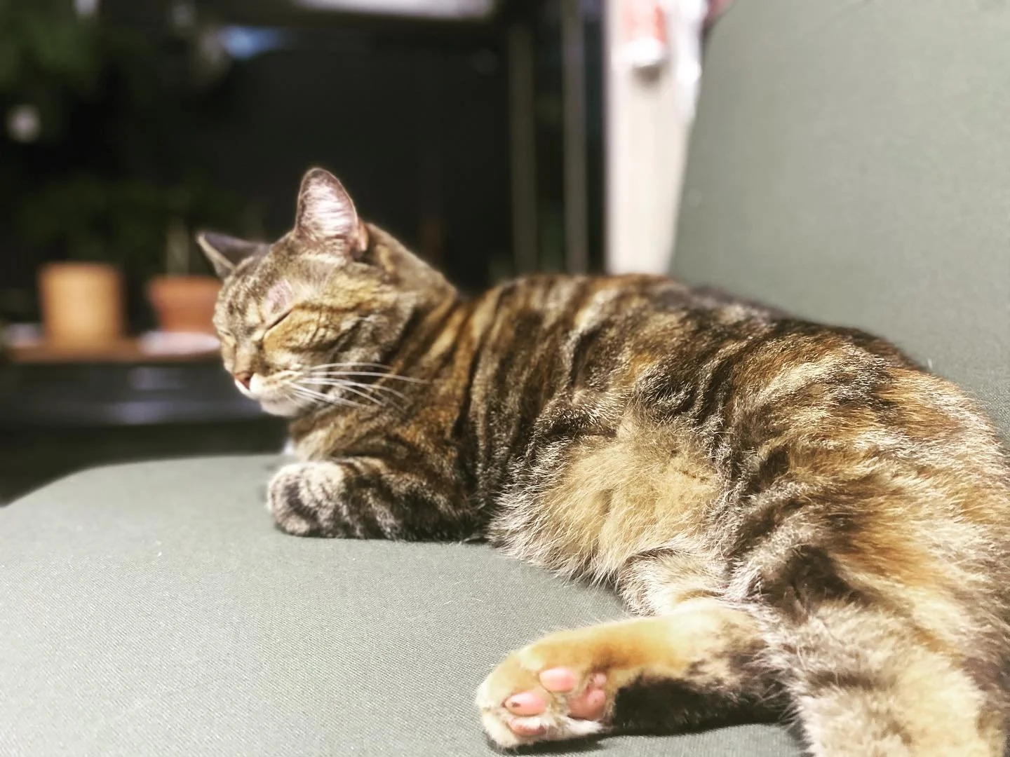 Someone is enjoying the new couch. Full pictures to come in a few days, but for now, we rest.