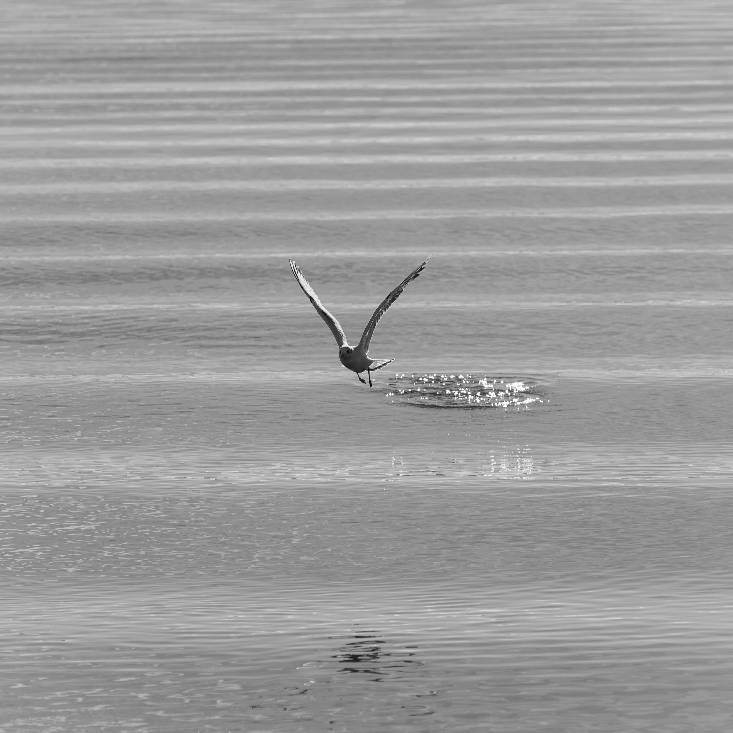 Exe Estuary, 2026