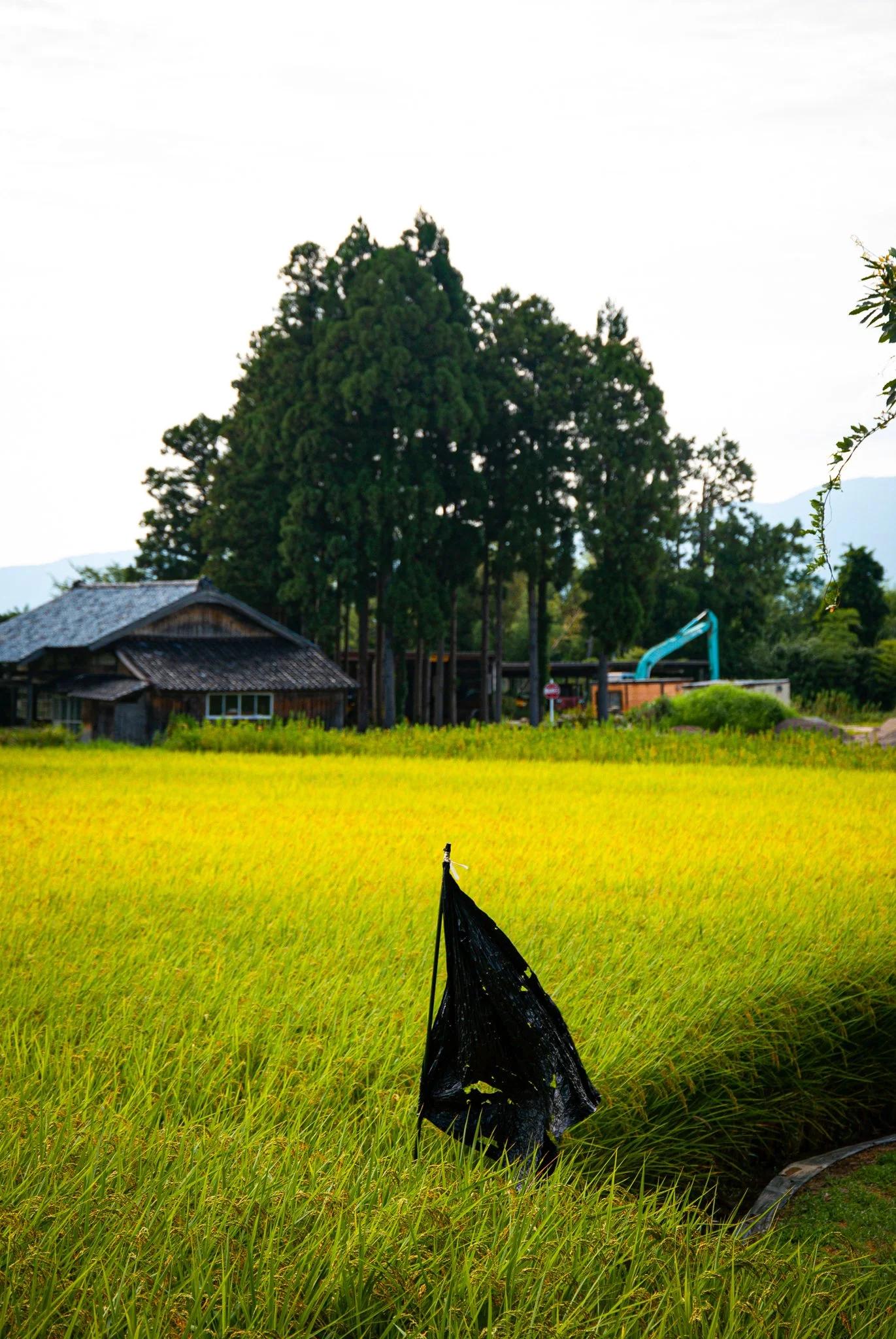 最初の習慣 (10).jpg