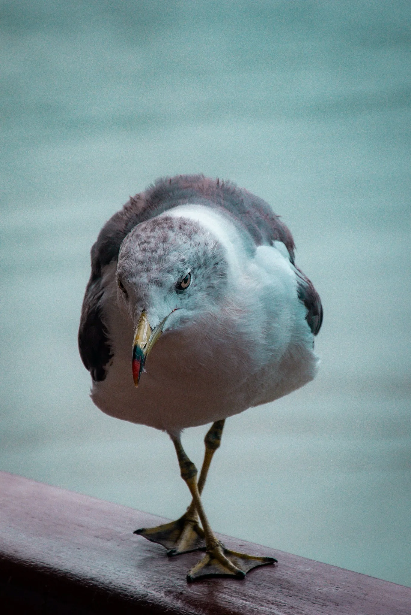 最初の習慣 (17).jpg