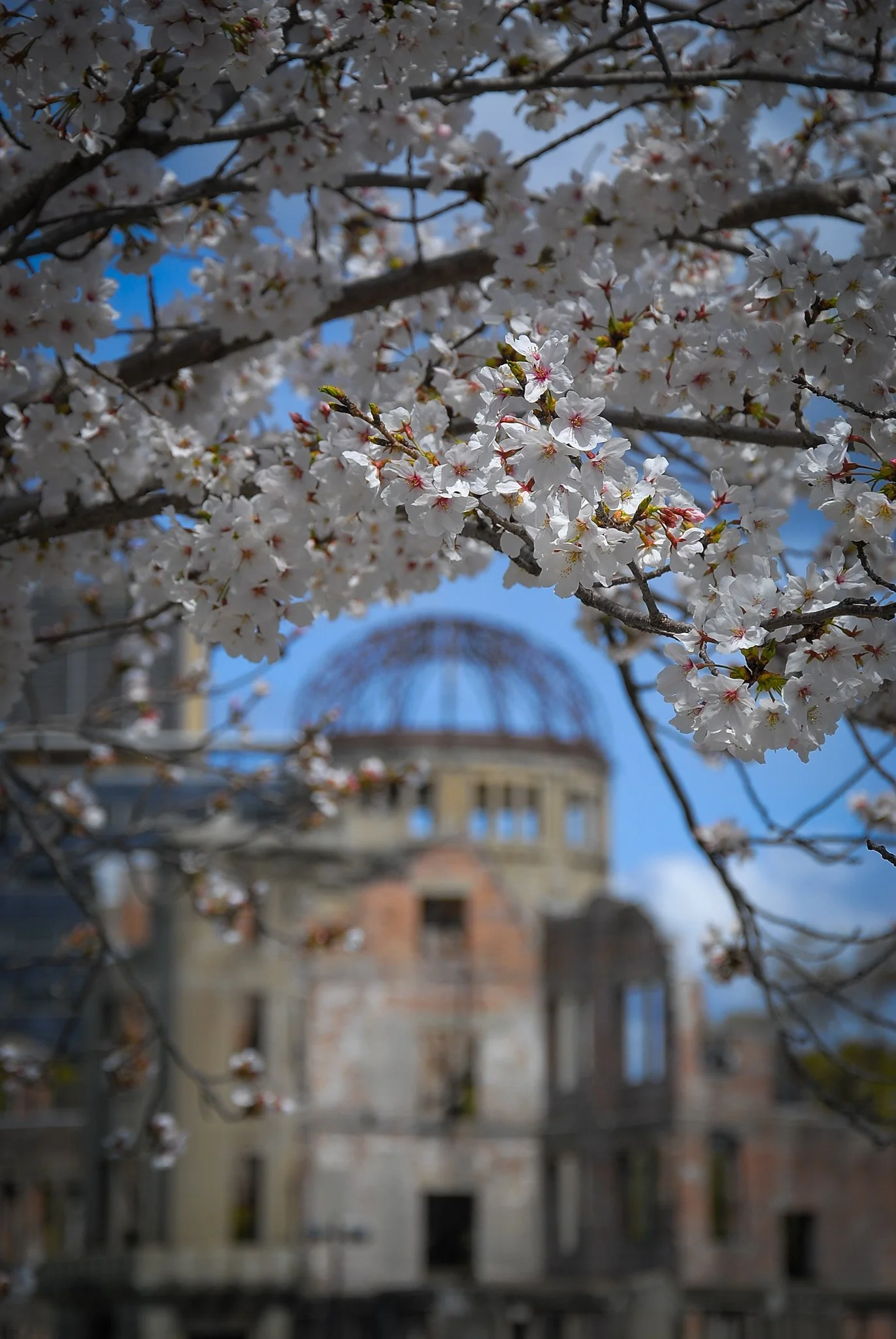 写真のスポットライト第2番　―　桜雲の下の原爆ドーム・Photo Spotlight 2　―　The A-Bomb Dome under a Sakura Cloud