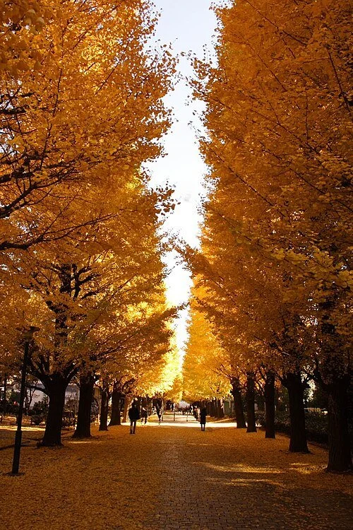 Interning at Meguro Museum of Art, Tokyo: A Tour of Komaba 1 Campus