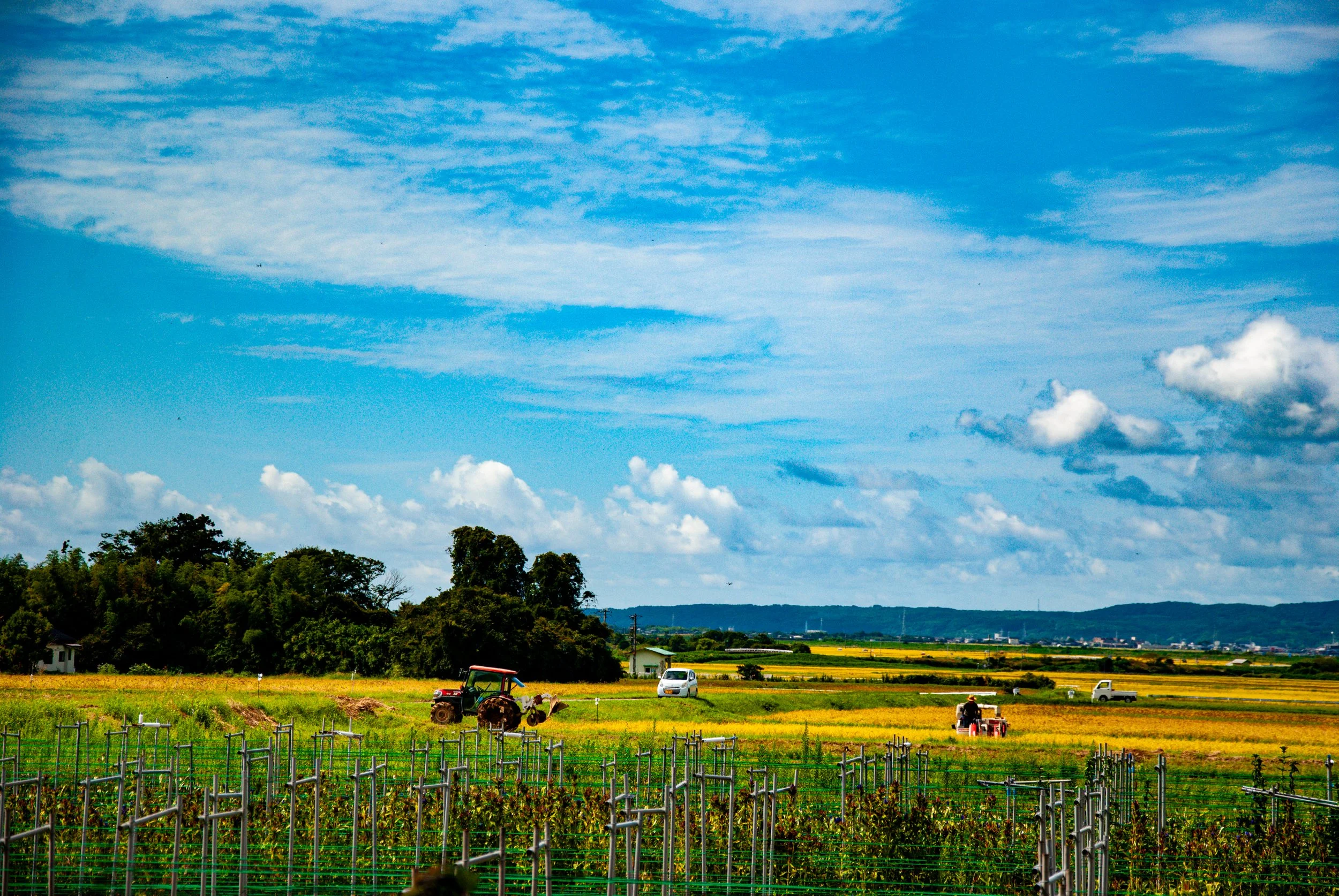 こんぽんじと祭り (5).jpg