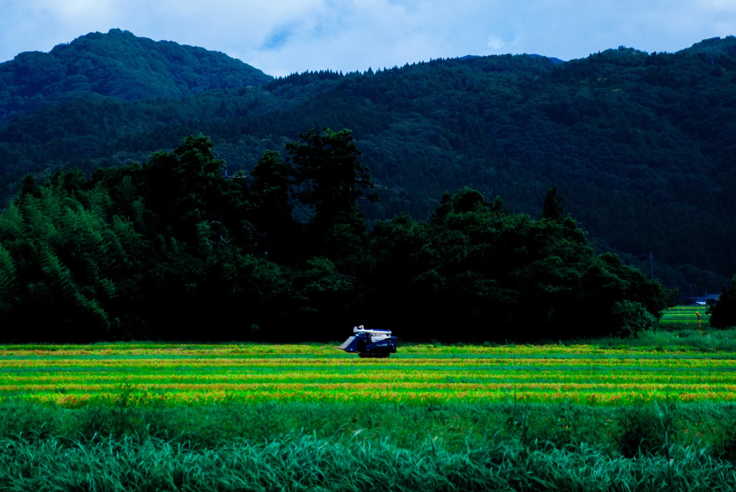 こんぽんじと祭り (14).jpg