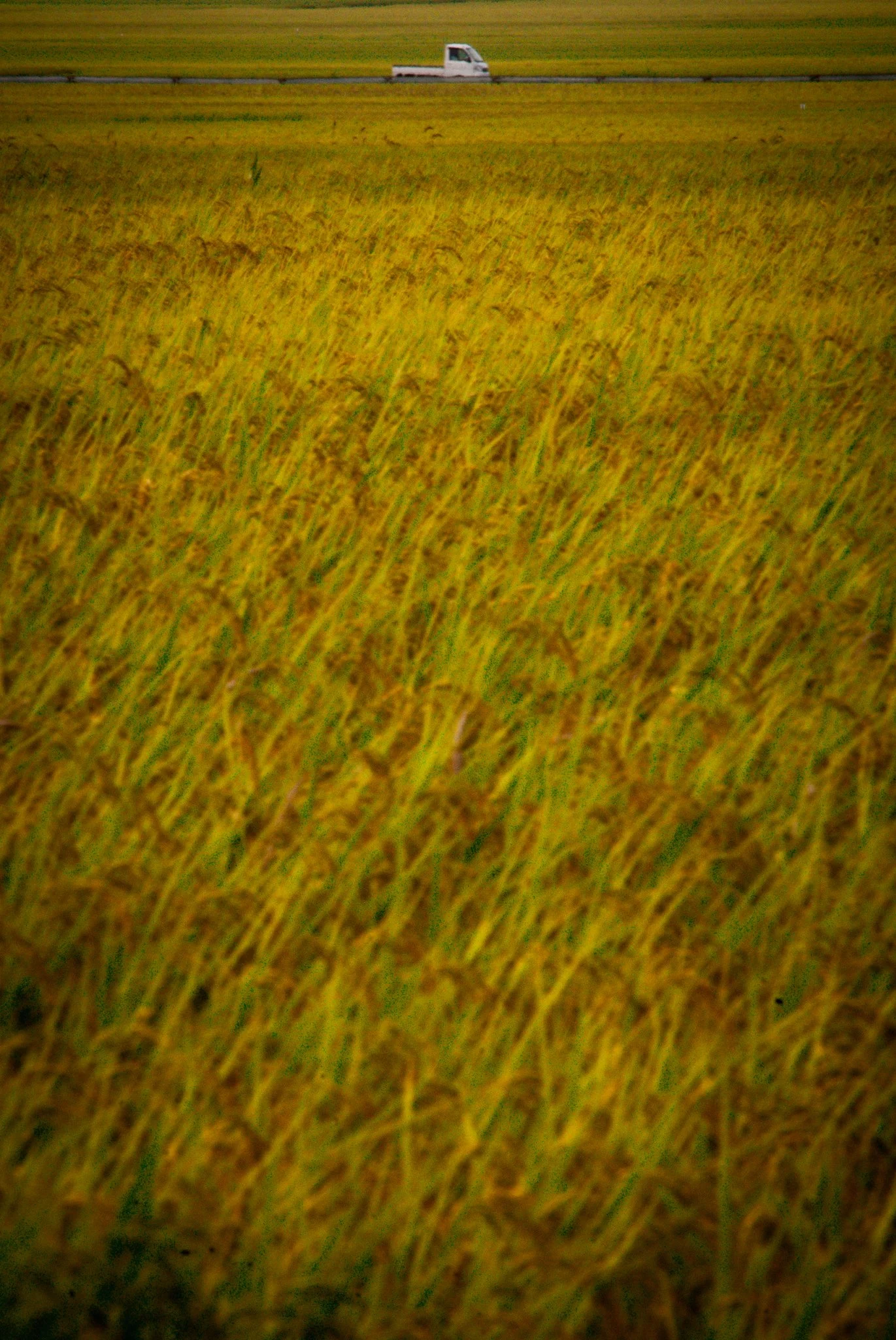 最初の習慣 (20).jpg