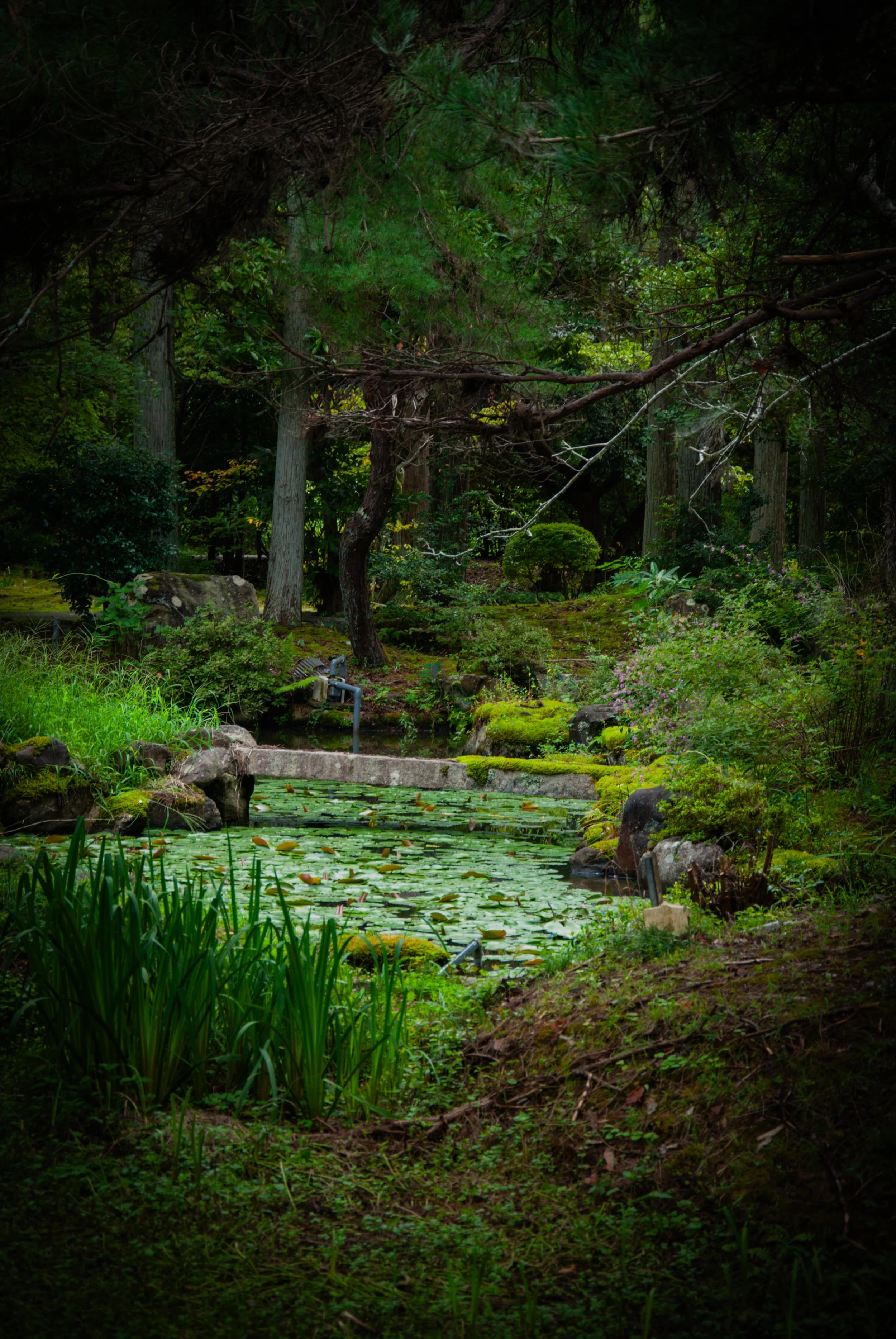 こんぽんじと祭り (11).jpg