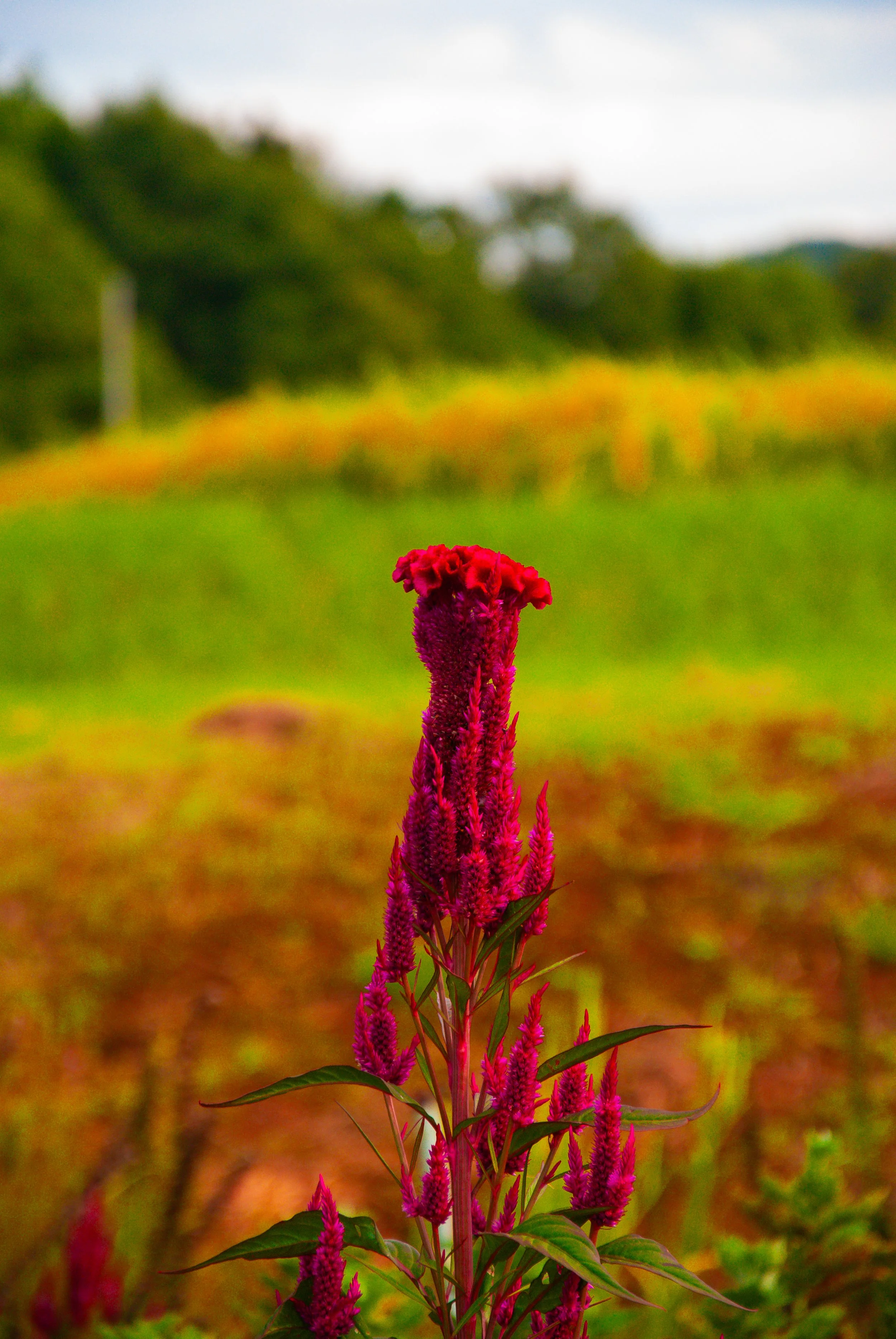 両津と色んな場所 (11).jpg