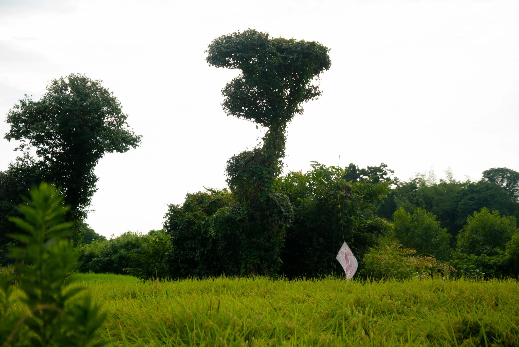 最初の習慣 (11).jpg