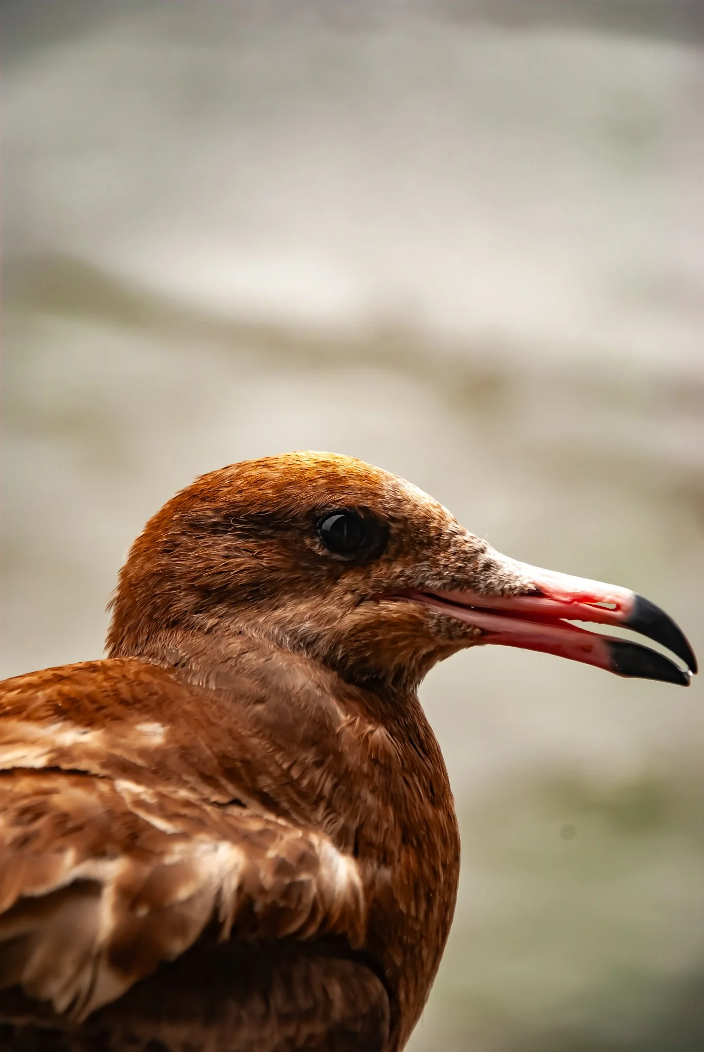 最初の習慣 (14).jpg