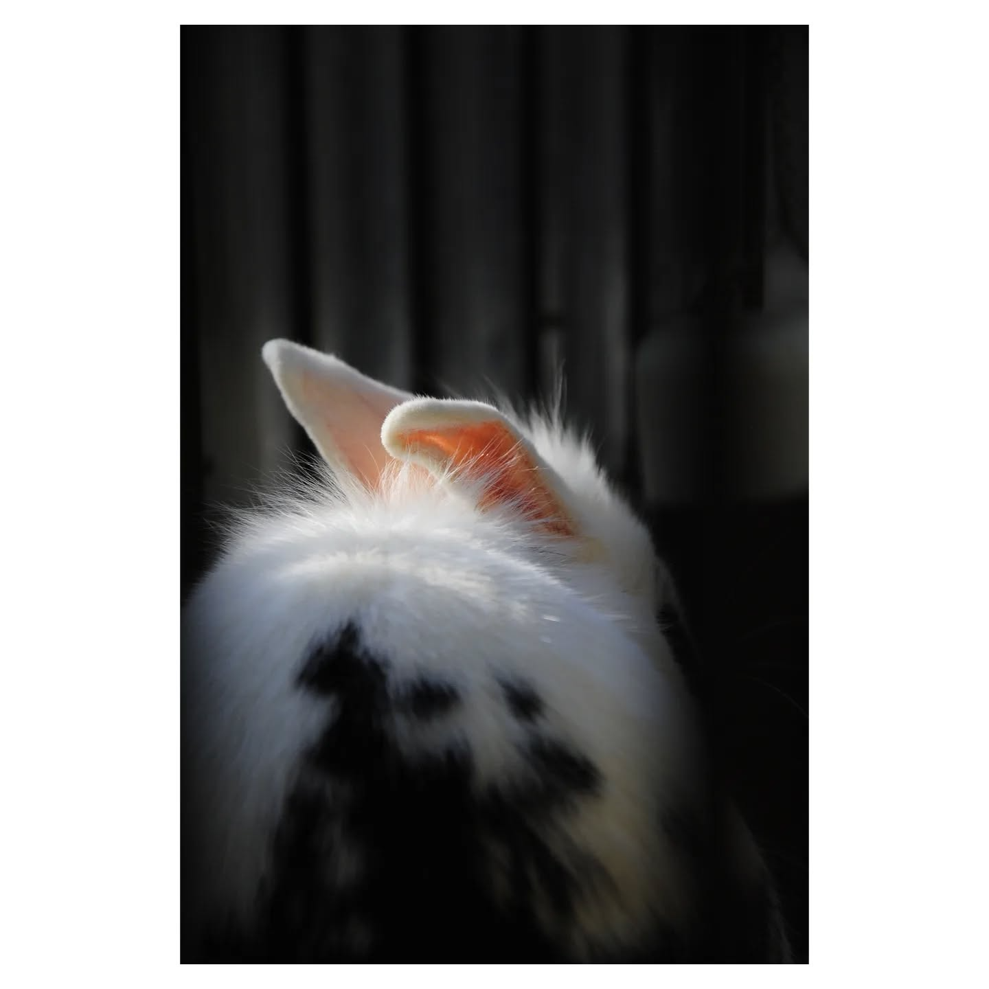 473672038_1176652893862387_118255684210845616_n_17895560562103922.png