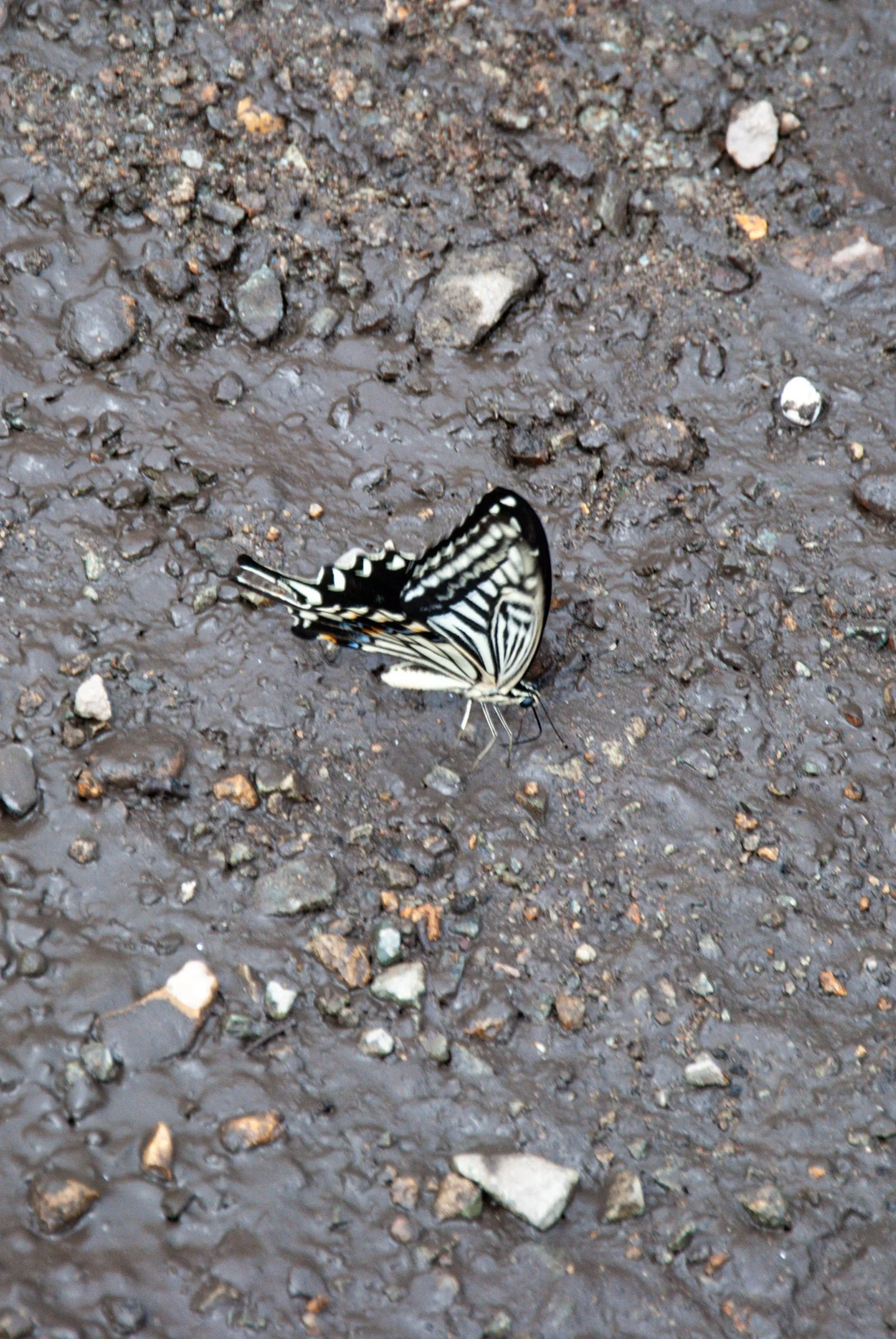 両津と色んな場所 (22).jpg