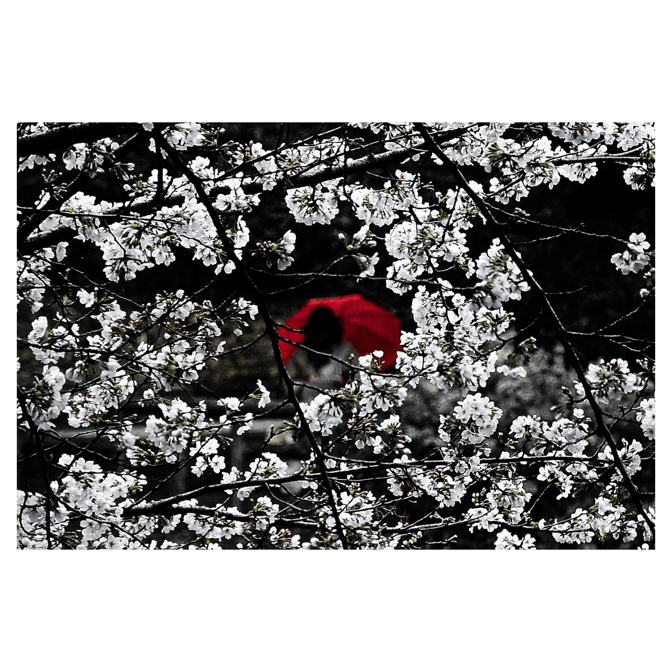 IMG_2025_03_31_2118332972.jpg
