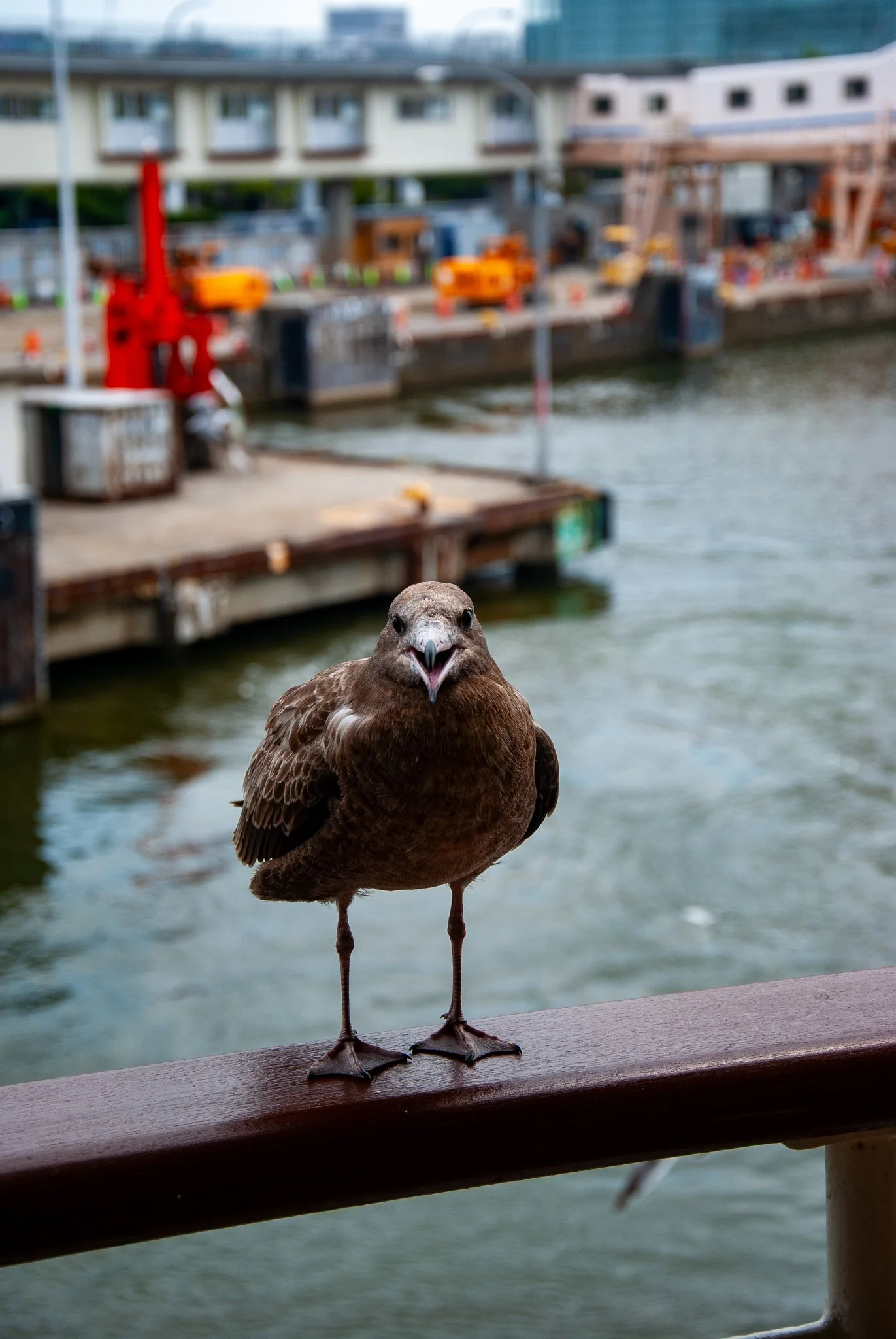 最初の習慣 (6).jpg