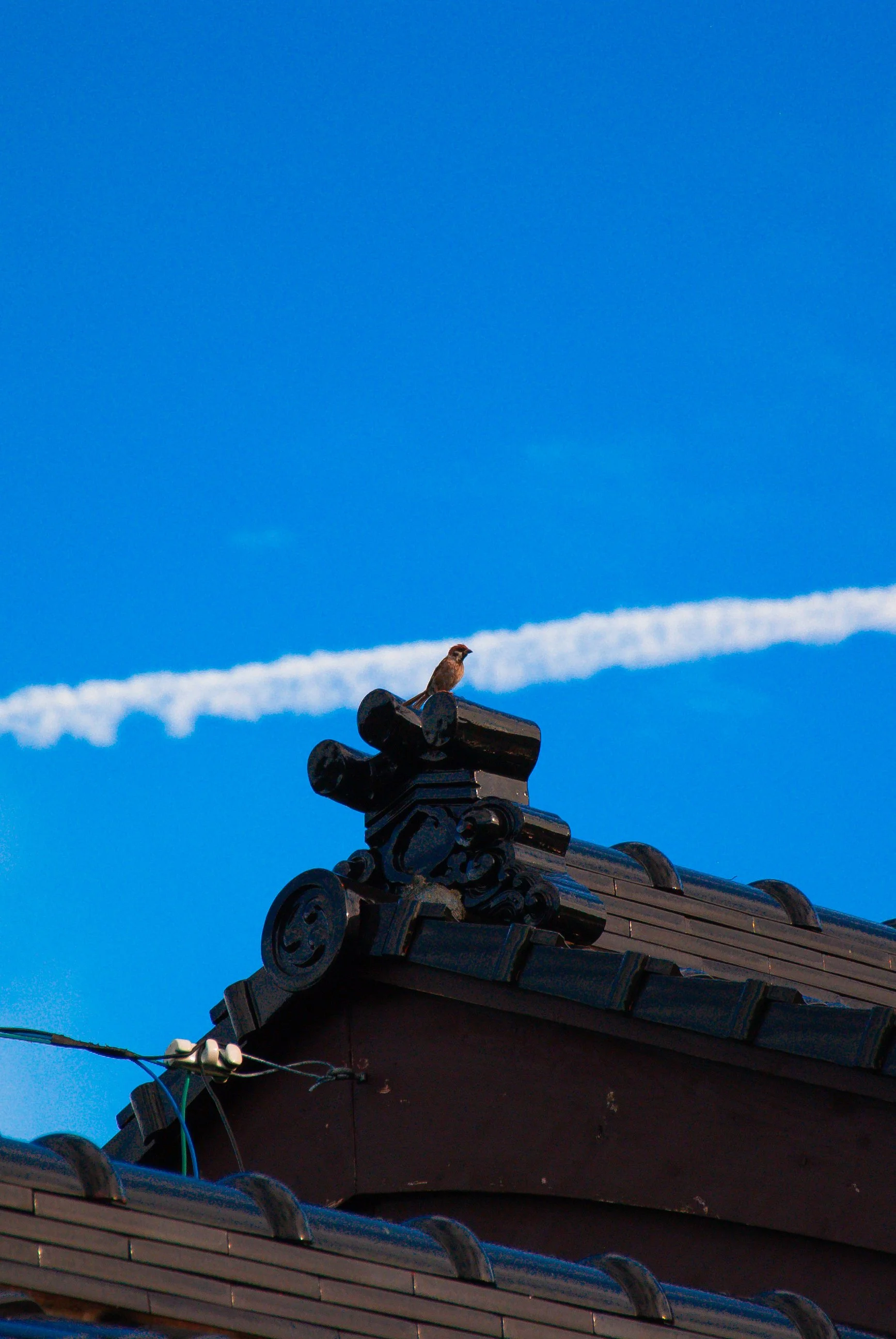 両津と色んな場所 (13).jpg