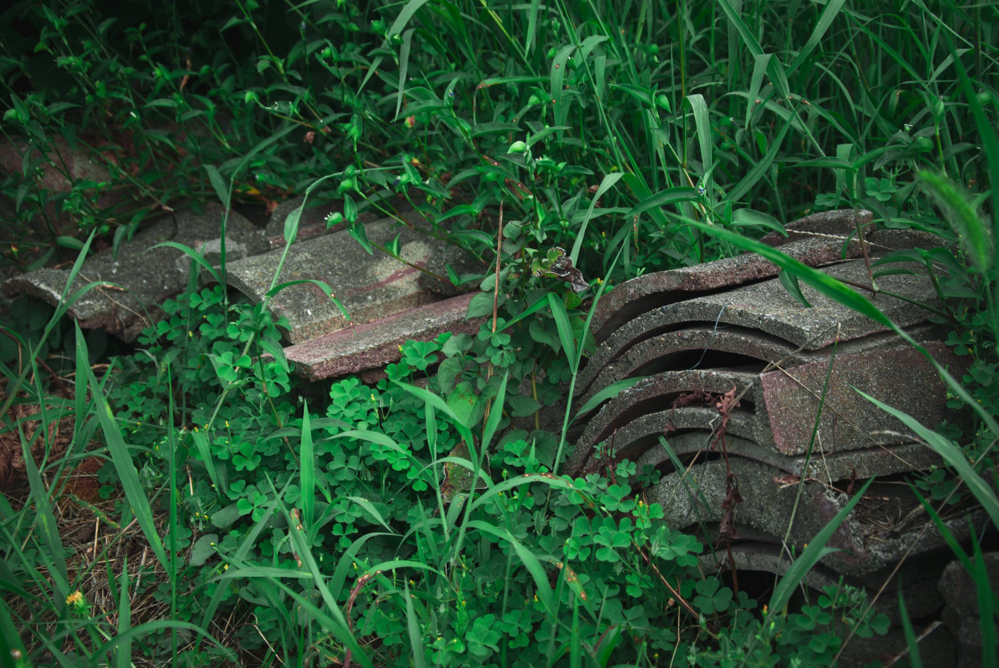 最初の習慣 (12).jpg