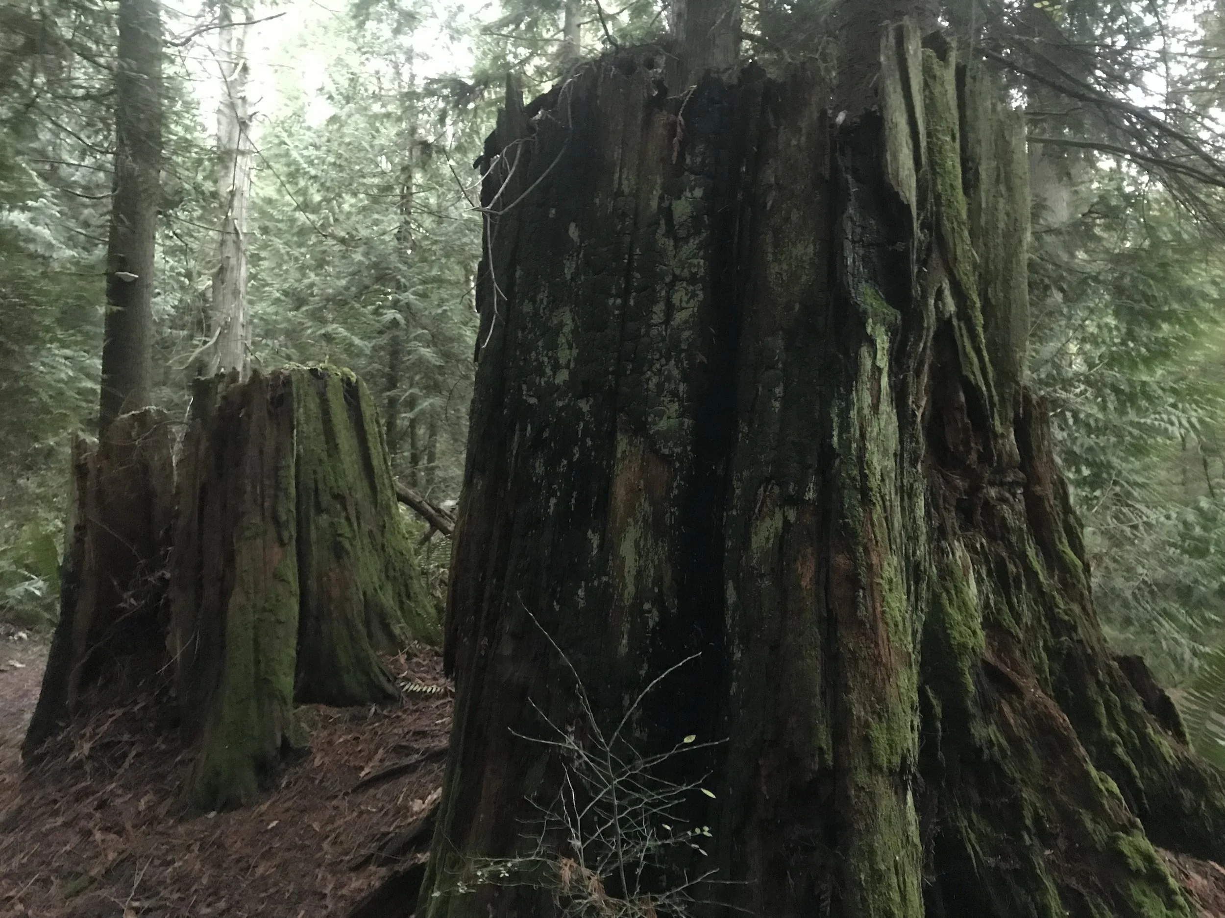 Trees, Sea, and Marbled Murrelets with the Salish Sea School!