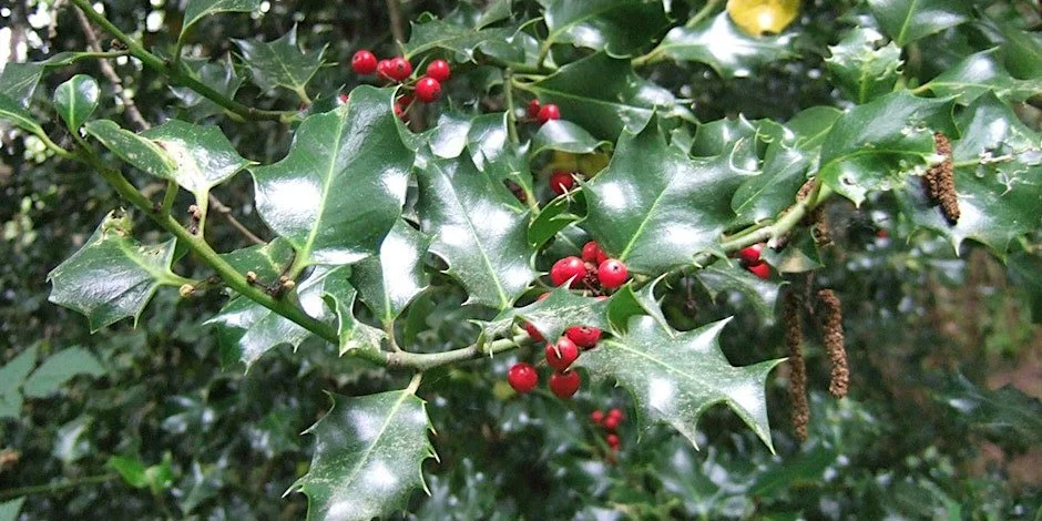 Stewardship Hike: Happy Holly-Days