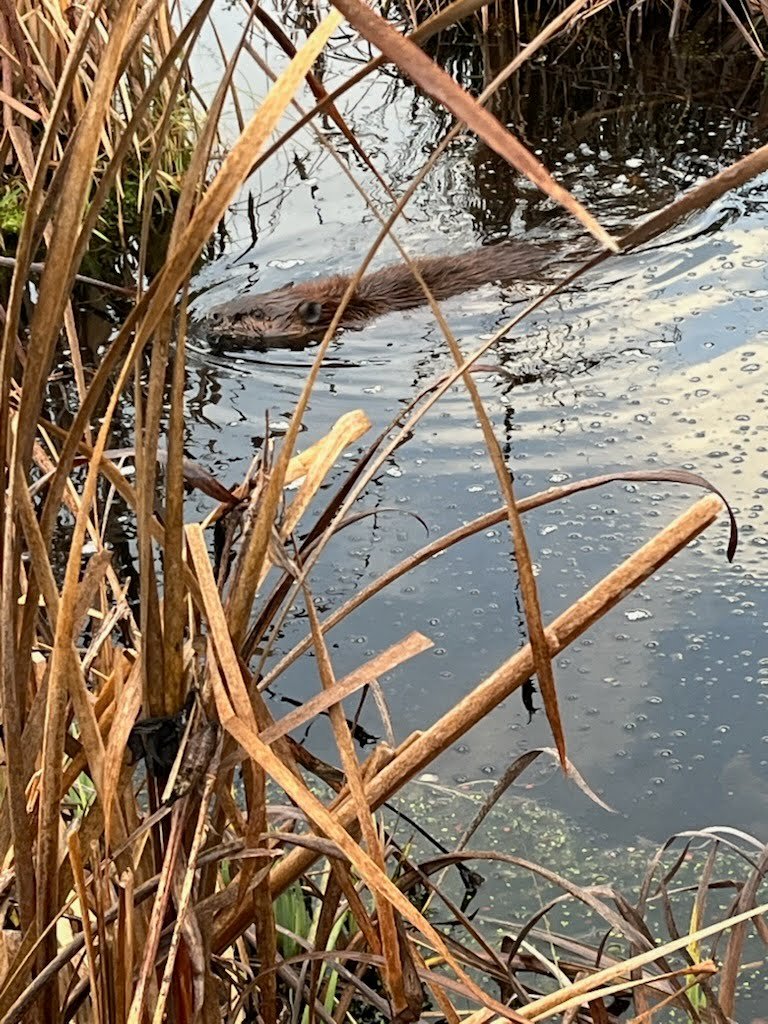 Season of Gratitude: Thankful for Our Community