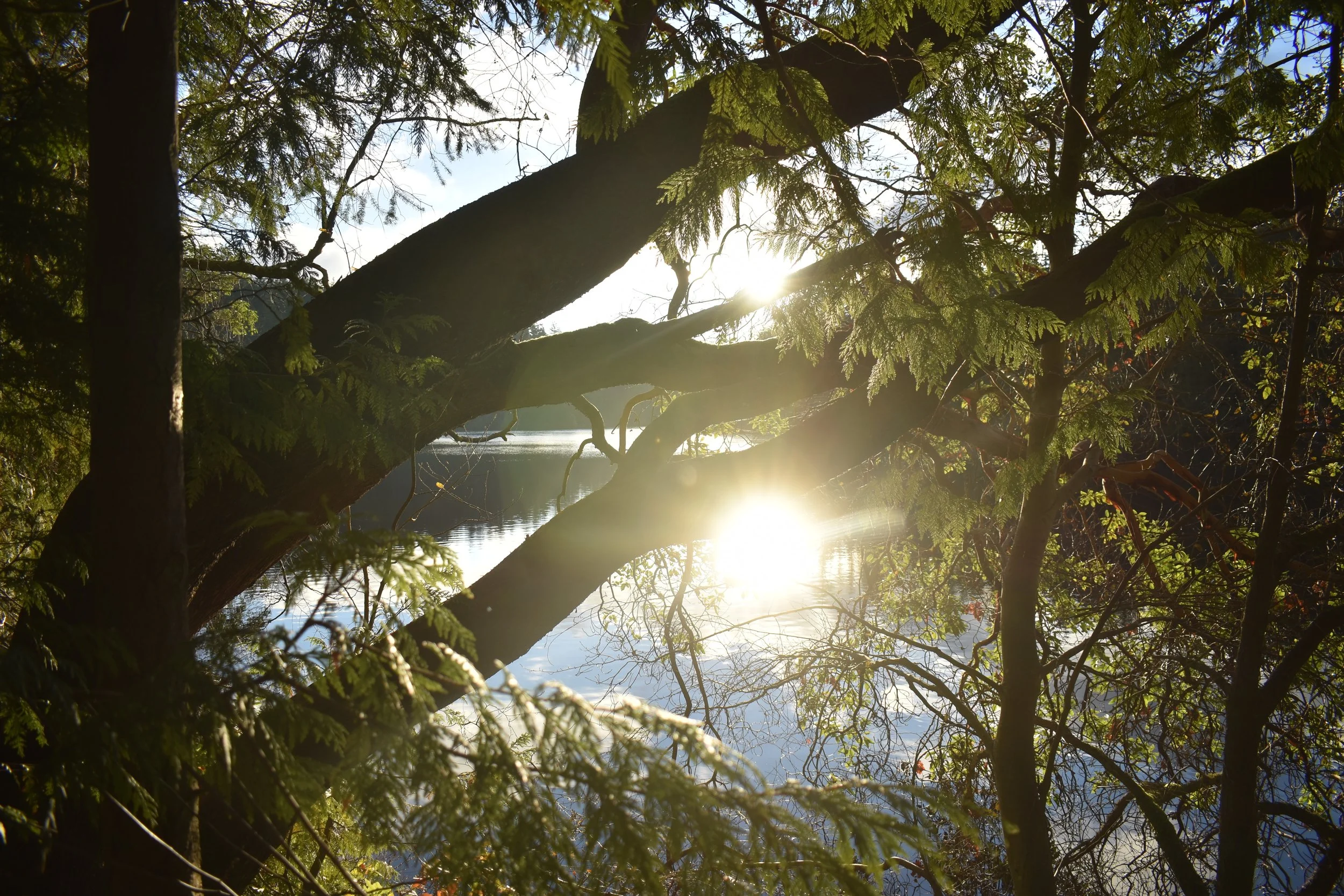 Community Hike: Animals of the Evening