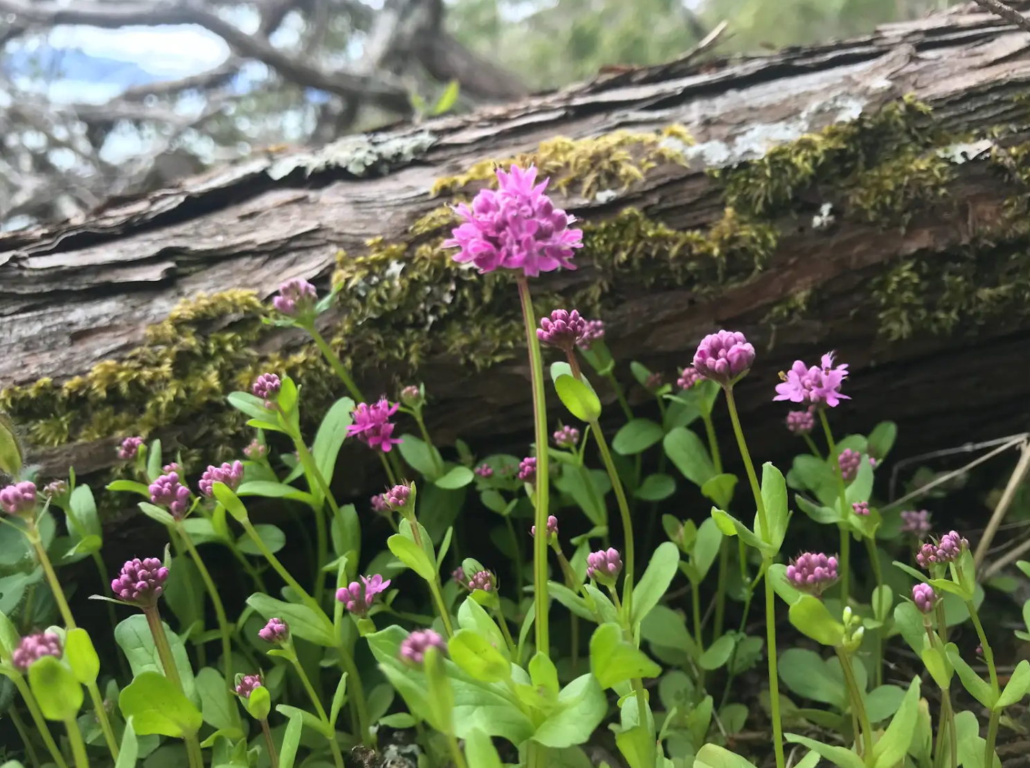 Community Hike: Early Spring Wildflowers