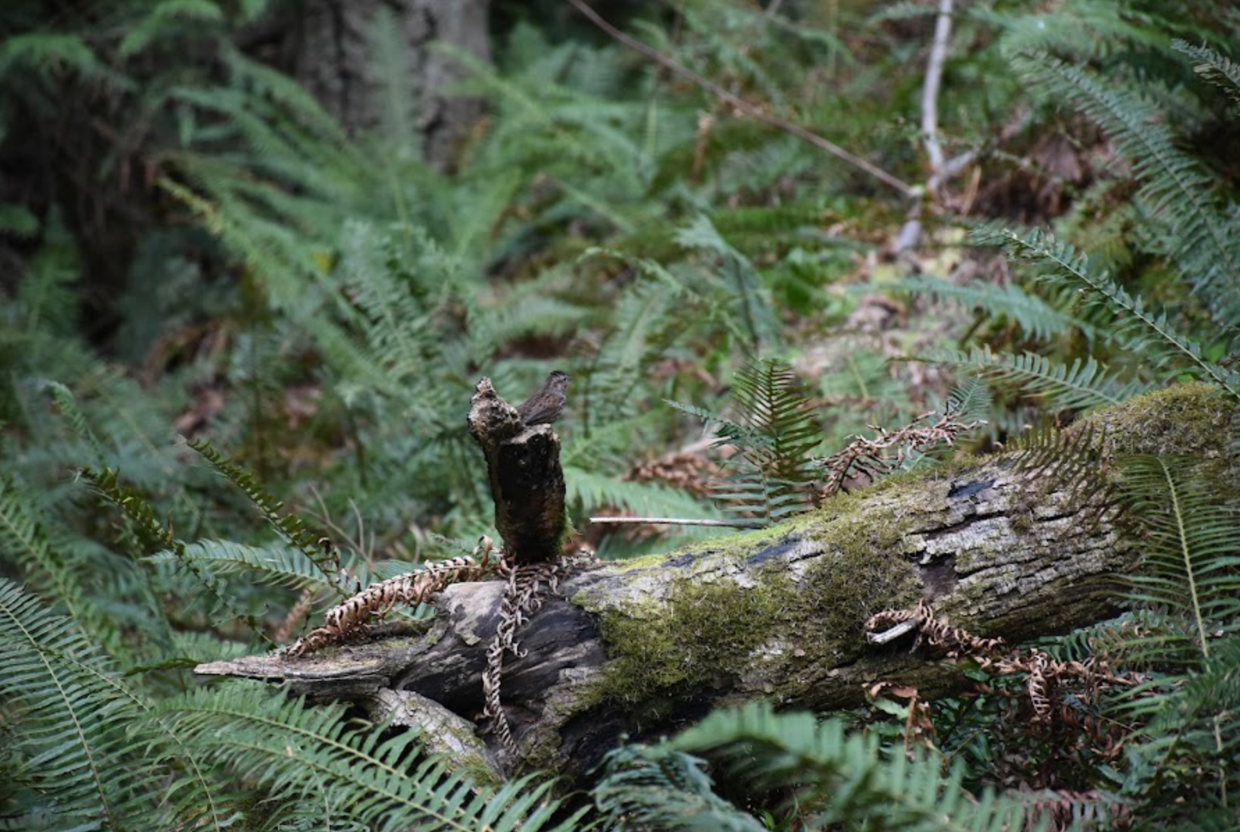 Trails Less Traveled: Four Forest Ferns