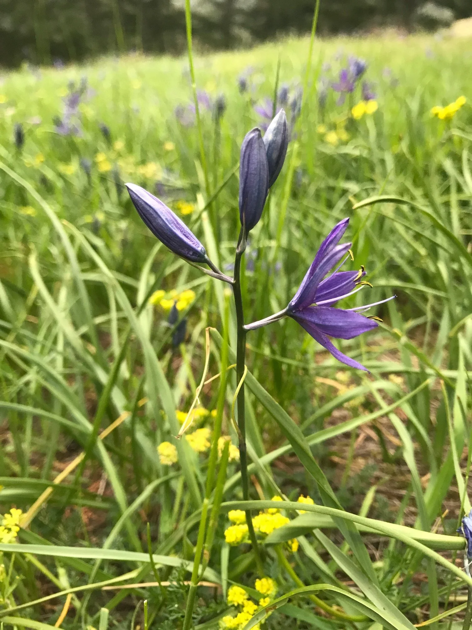Sugarloaf Wildflowers
