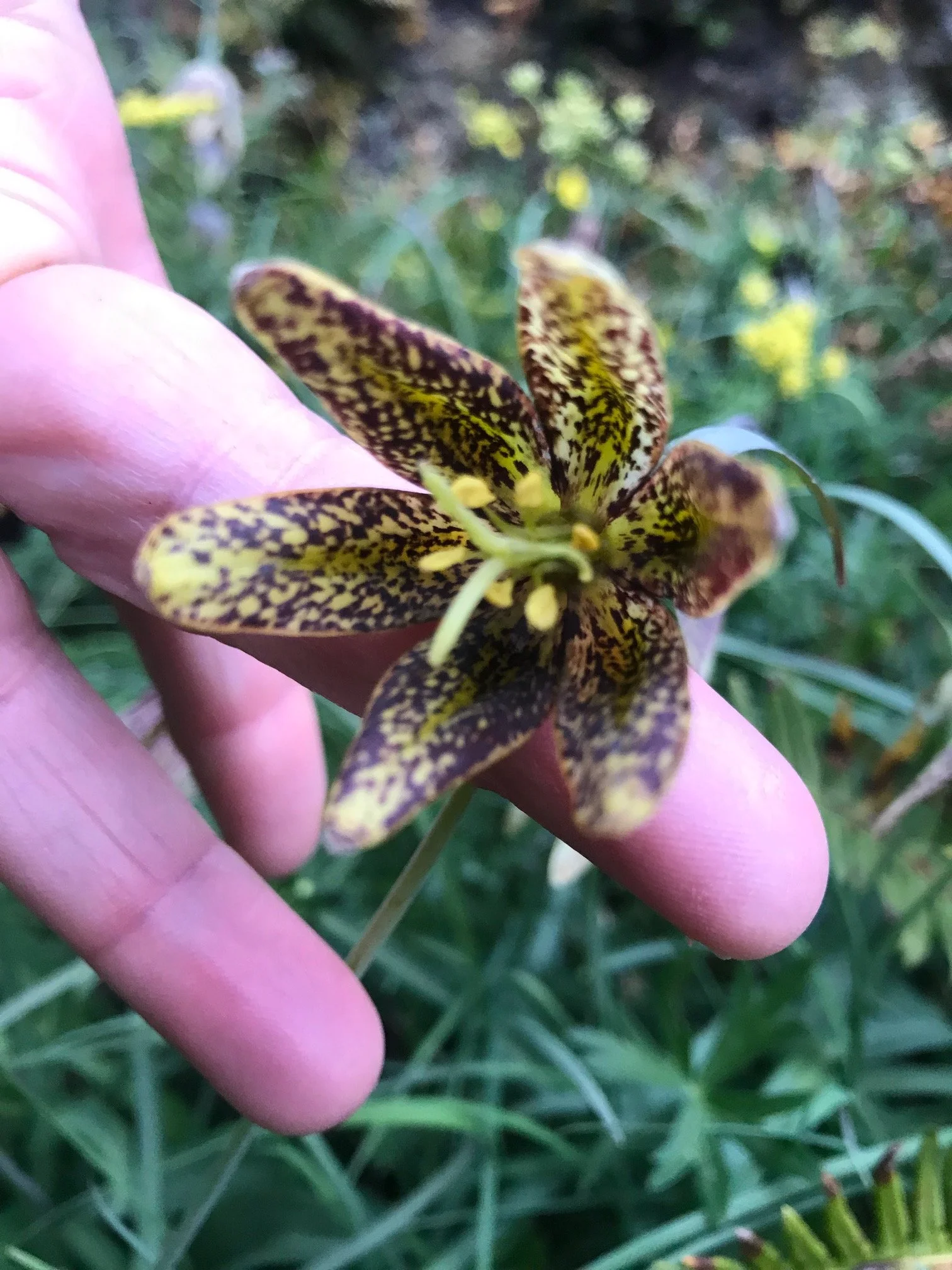 June Family Hike: Pollinators and Their Flowers